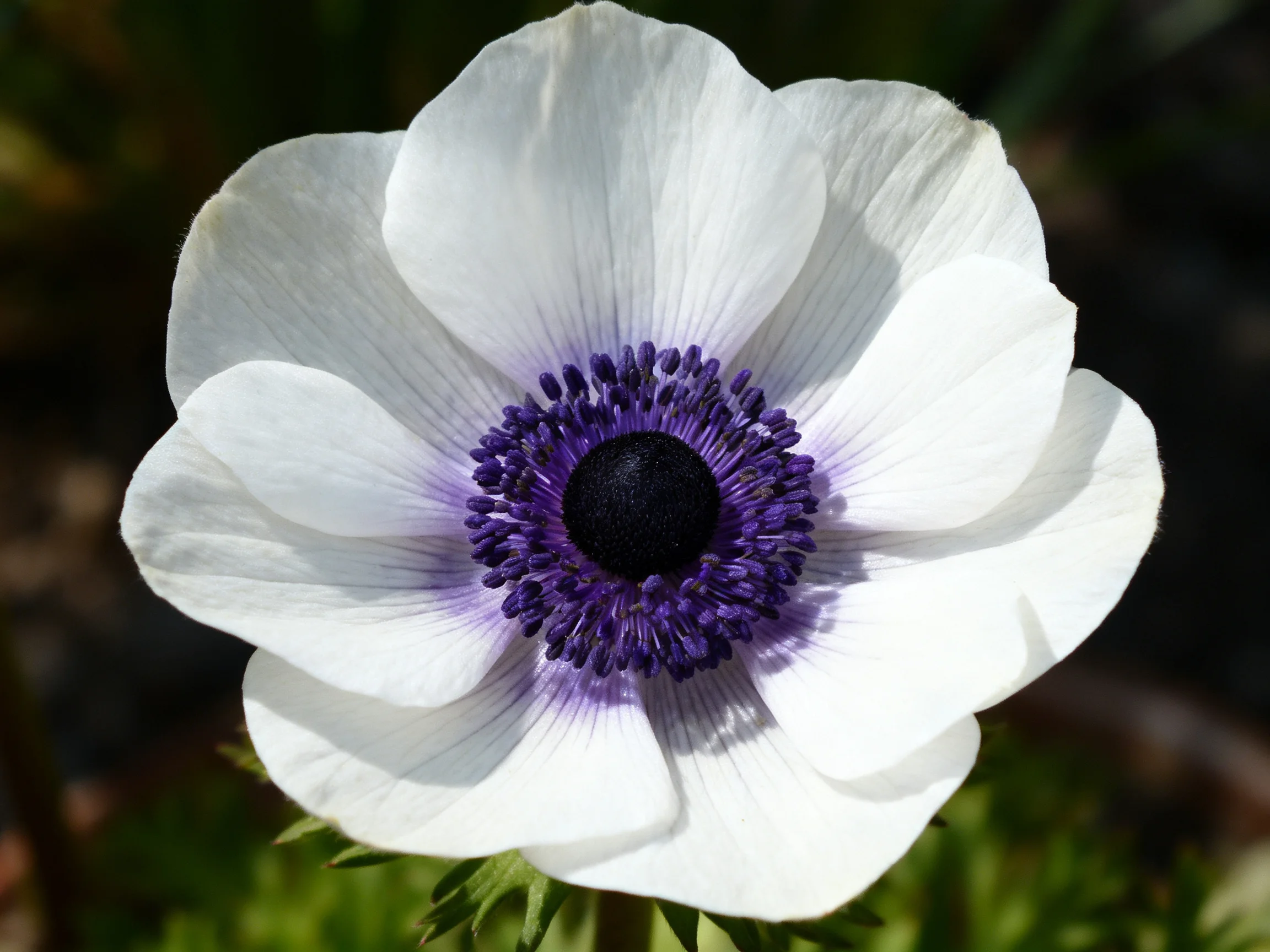 A close - up of a white anemone with a deep purple center