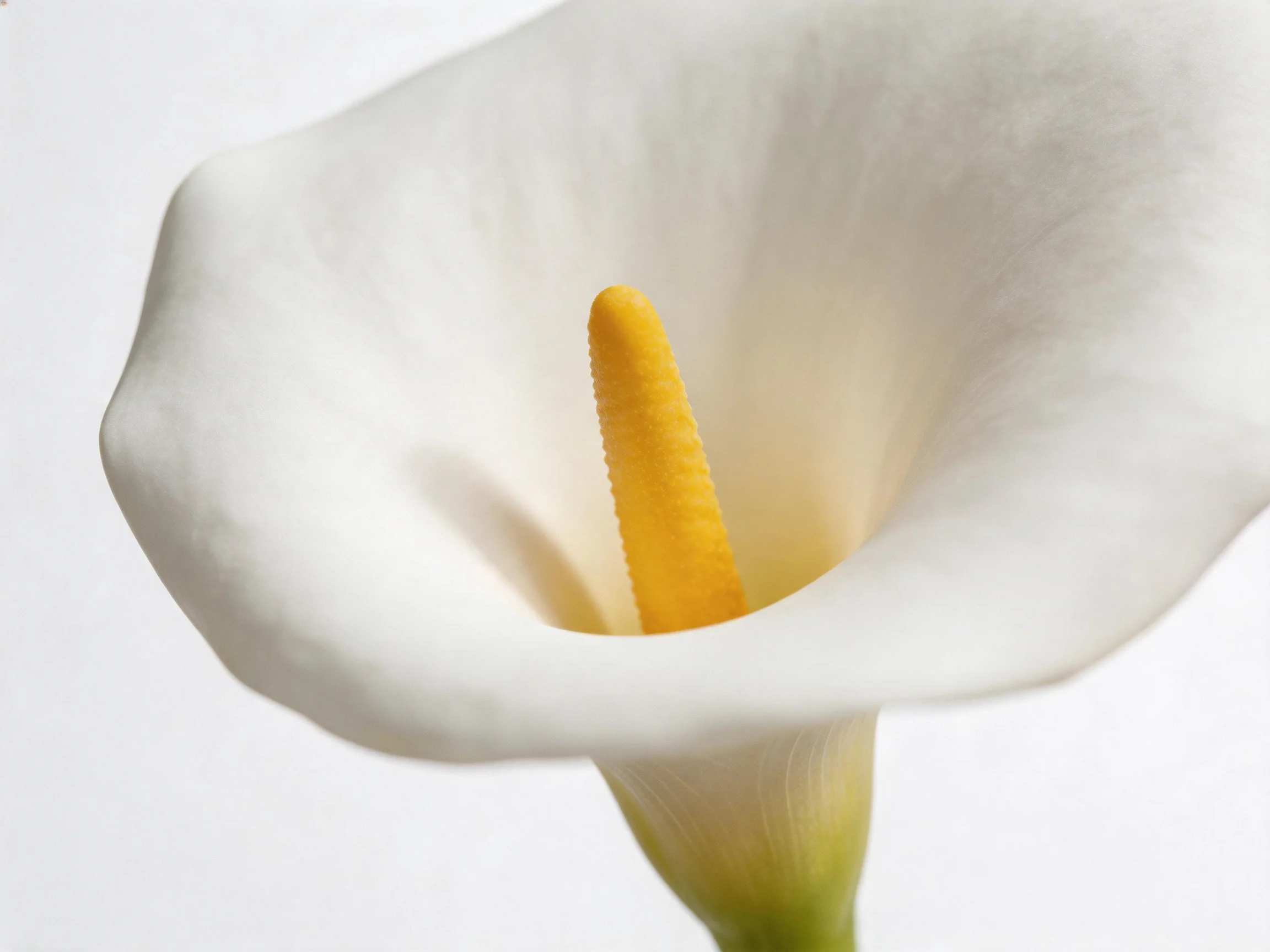 A close - up of a white calla lily with a yellow central spadix