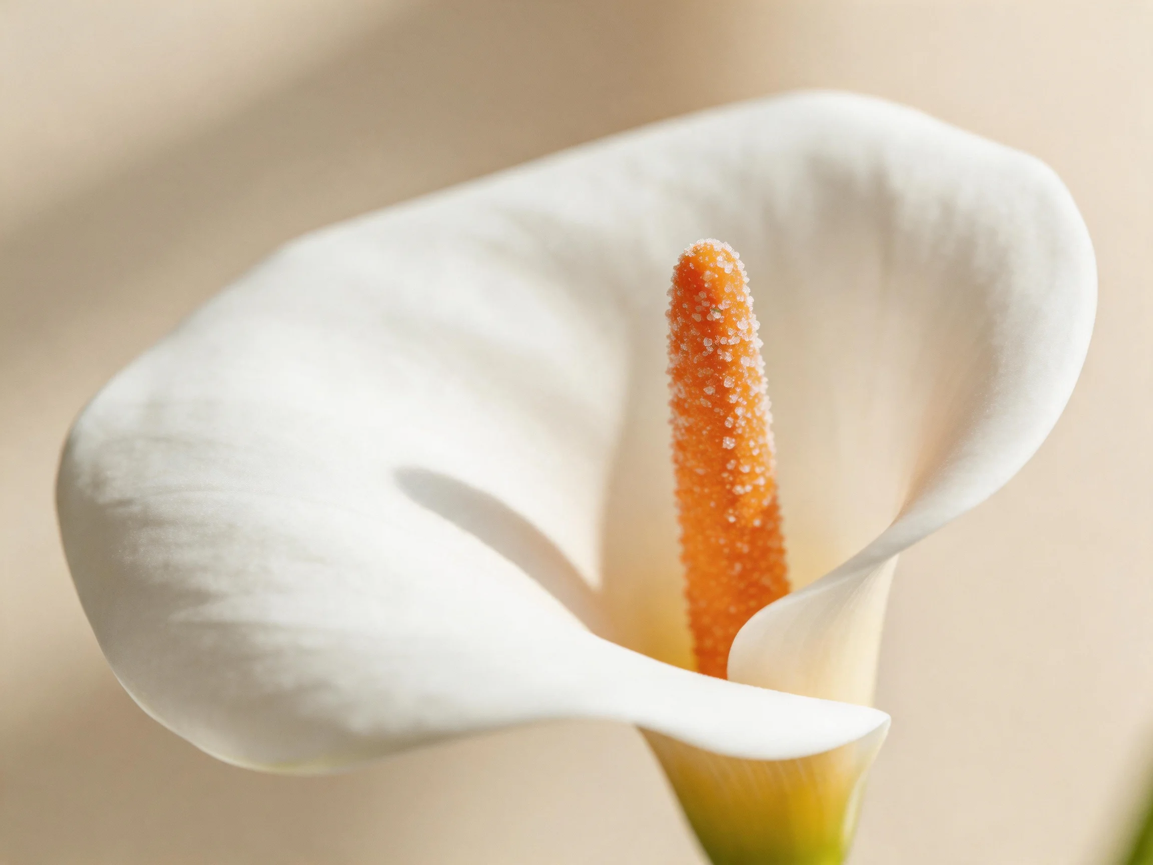 A close - up of a white calla lily with an orange central spadix