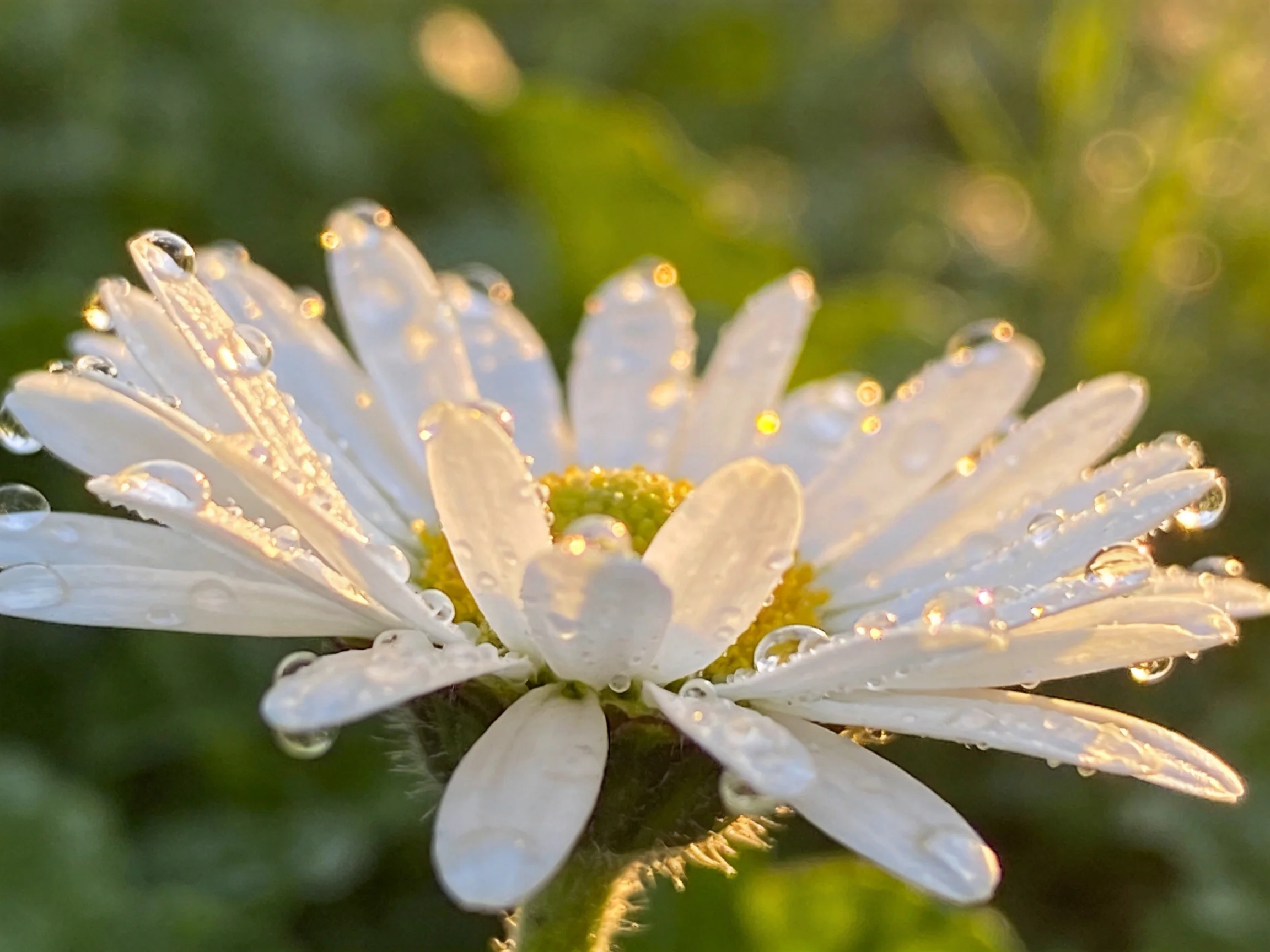 A close - up of a white daisy with sparkling dewdrops
