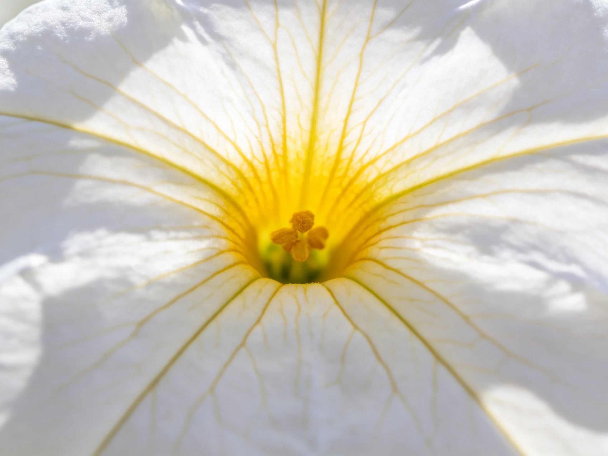 A close - up of a white flower with vibrant yellow center