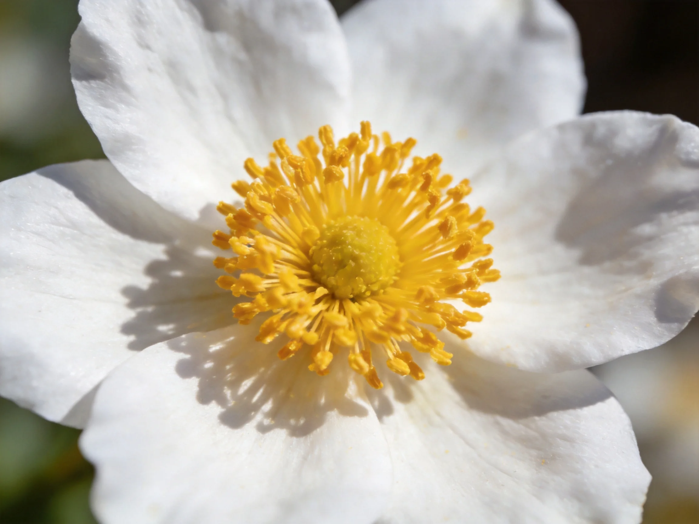 A close - up of a white flower with vibrant yellow stamens