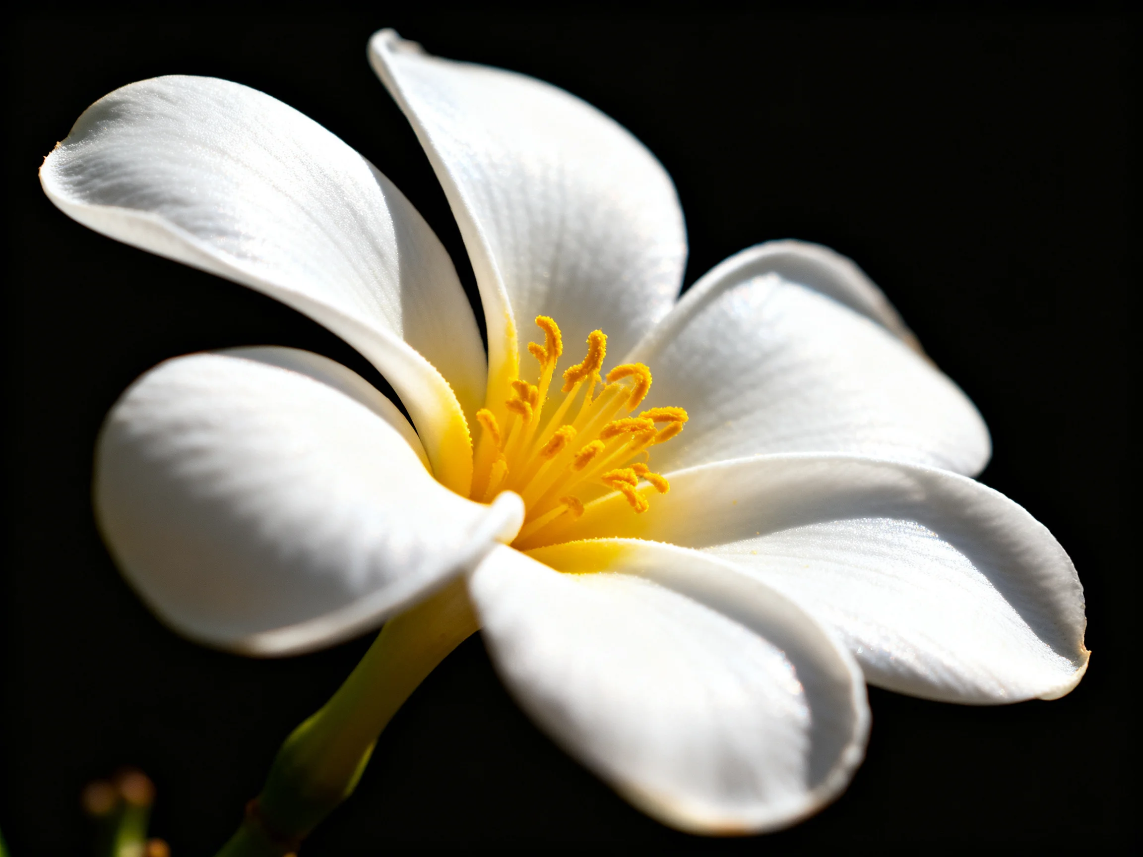 A close - up of a white frangipani flower with golden yellow center