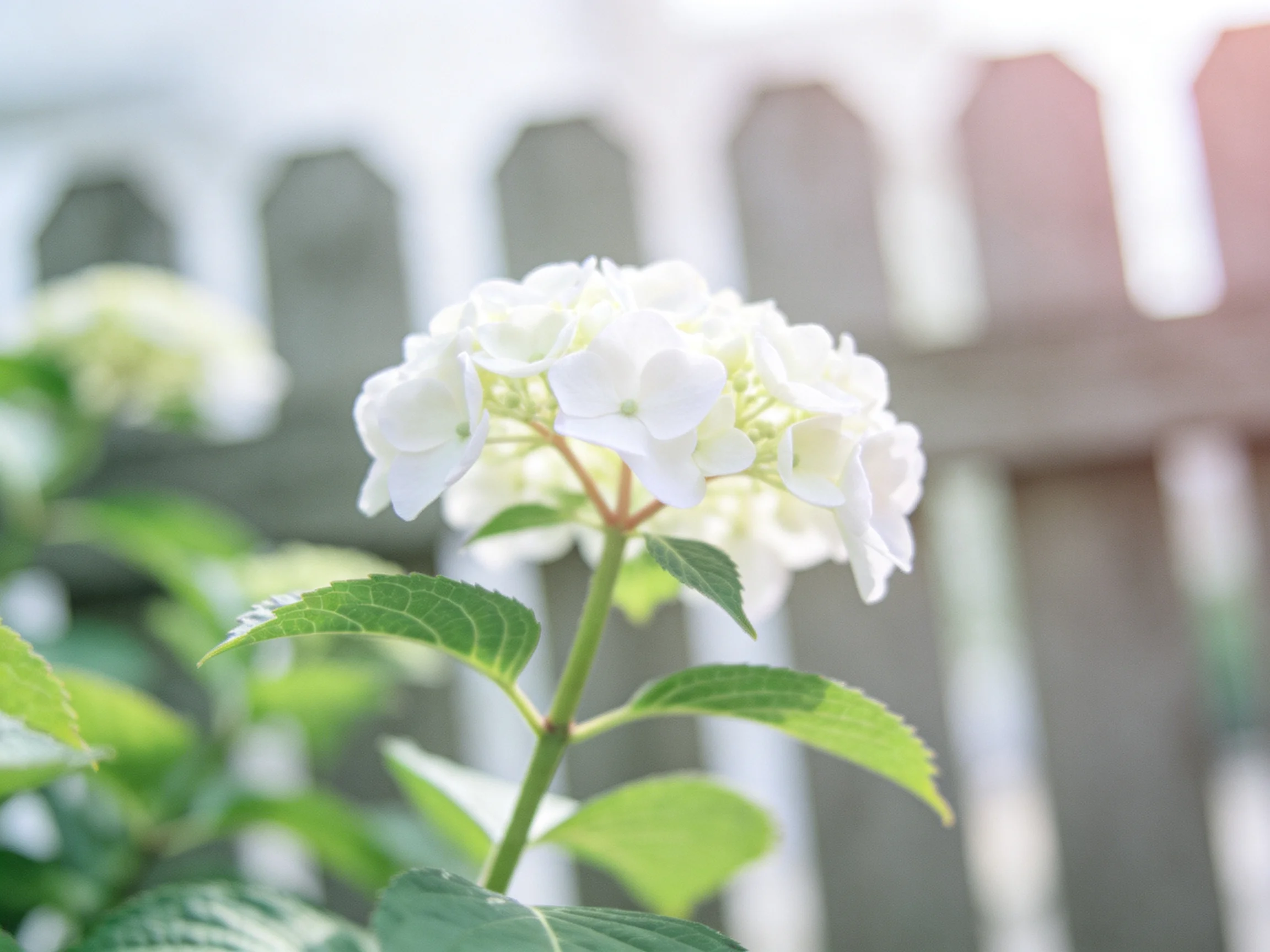 A close - up of a white hydrangea near a wooden fence with green foliage