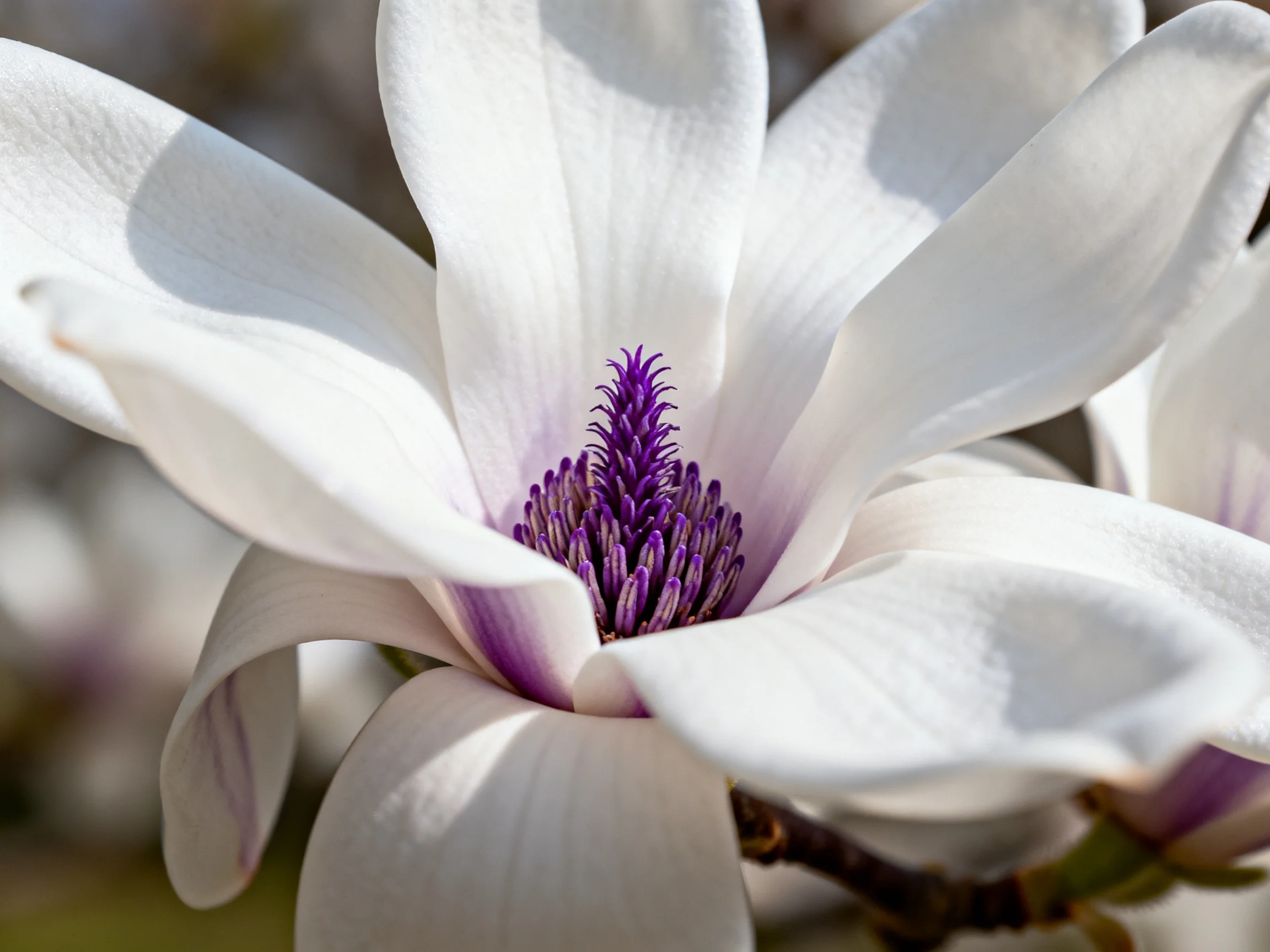 A close-up of a white magnolia flower with vibrant purple center