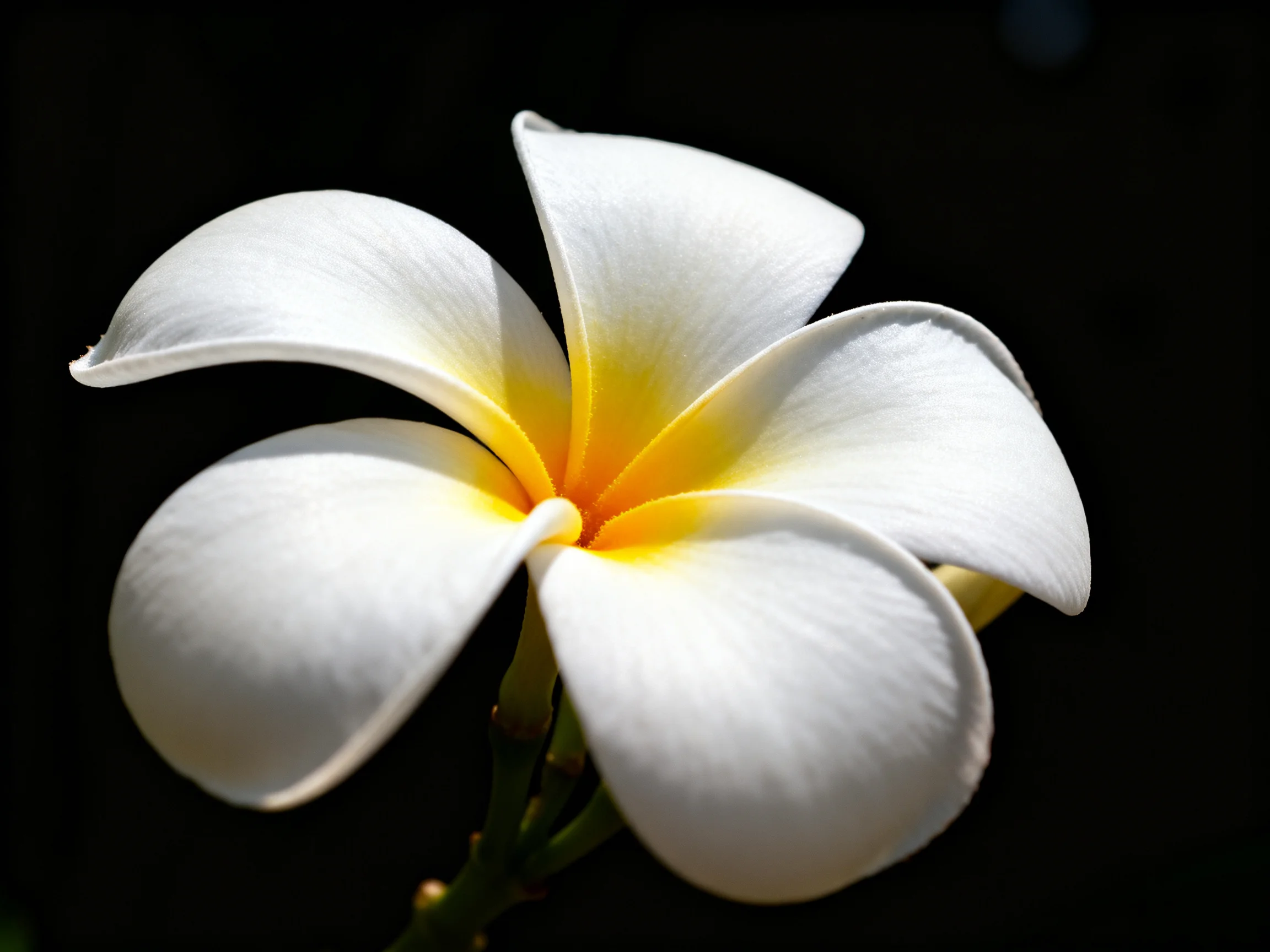 A close - up of a white plumeria with vibrant yellow center