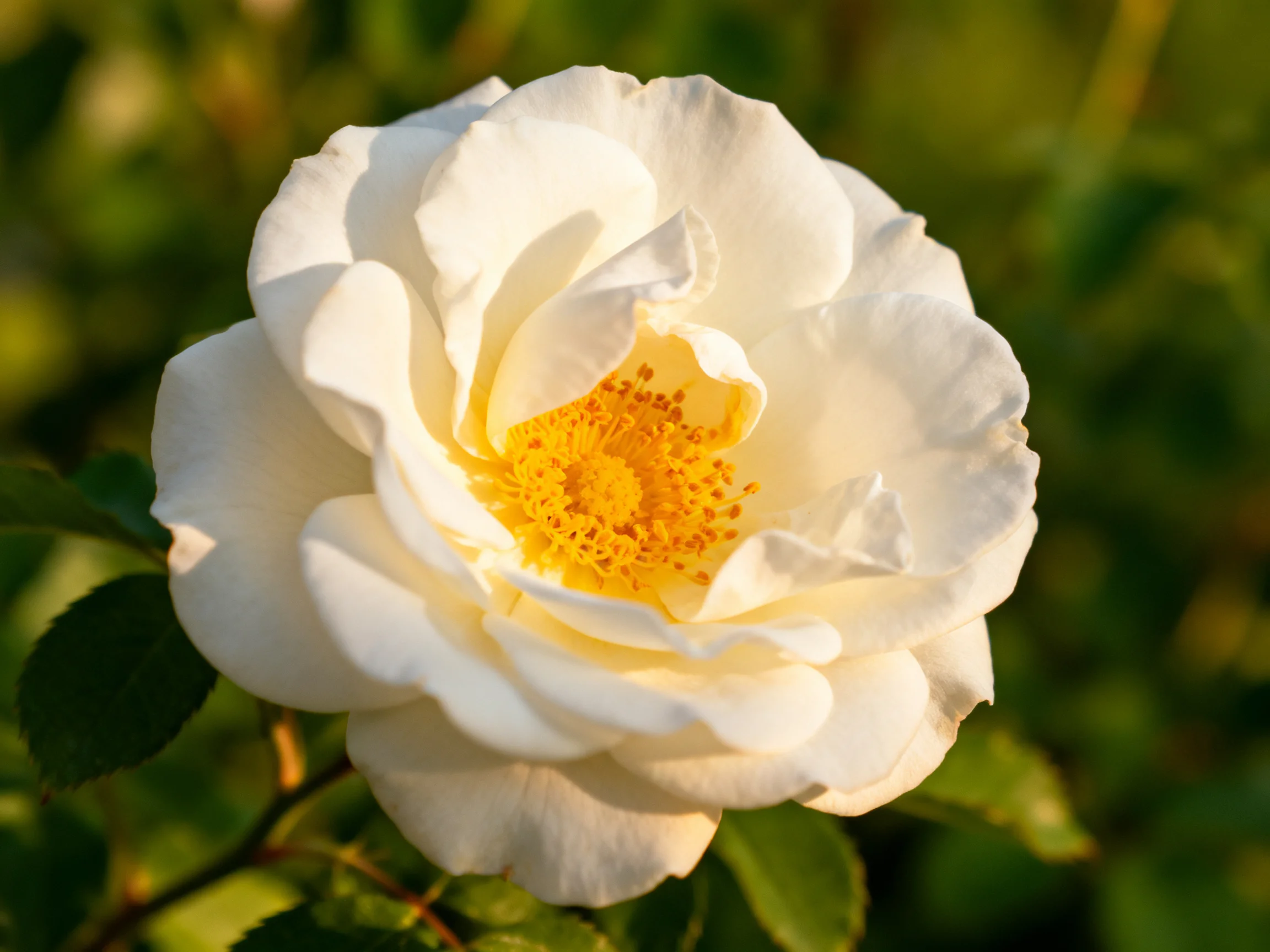 A close - up of a white rose with a vibrant yellow center