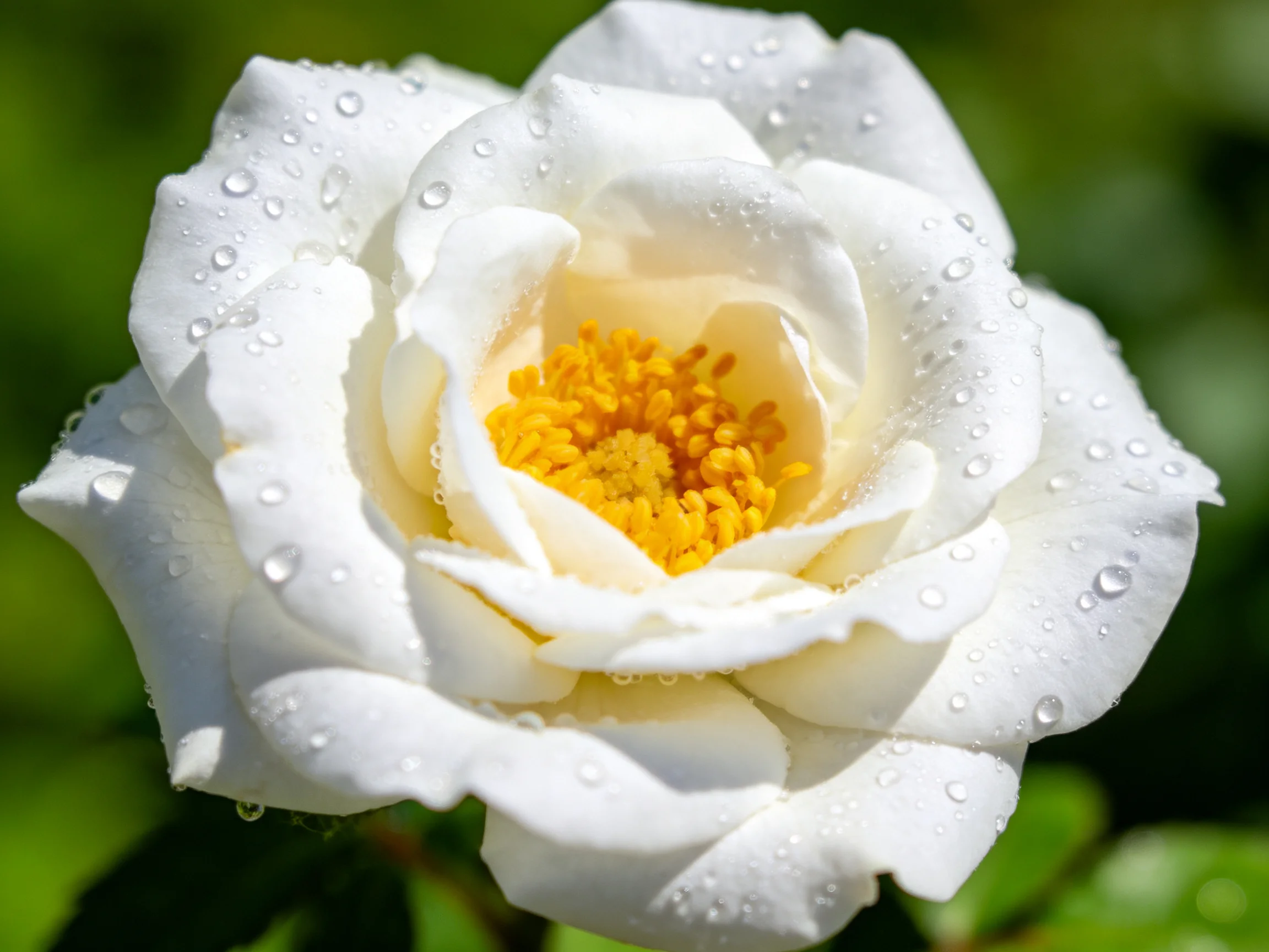 A close - up of a white rose with water droplets and a yellow center