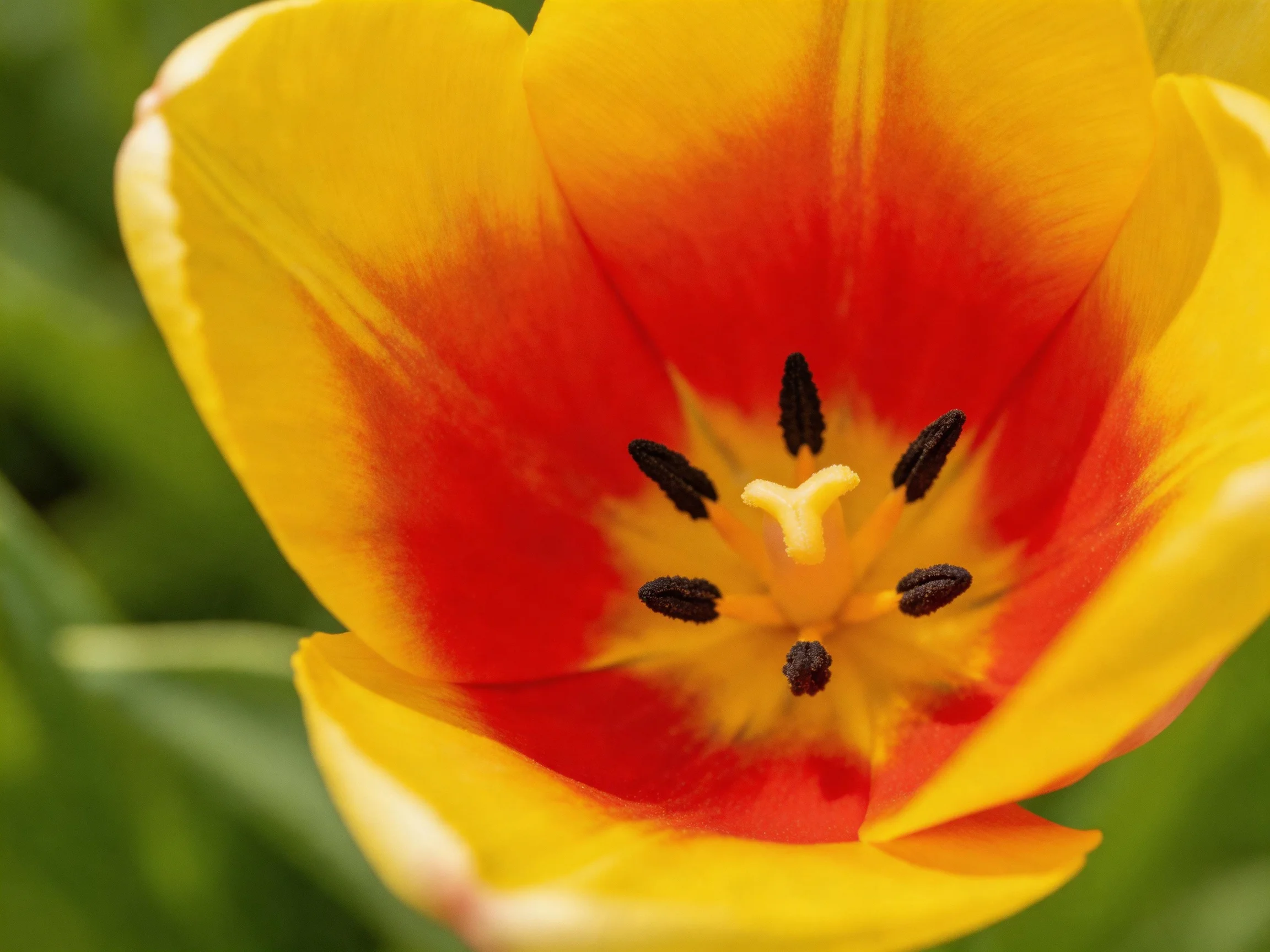 A close - up of a yellow and red tulip with rich color detail