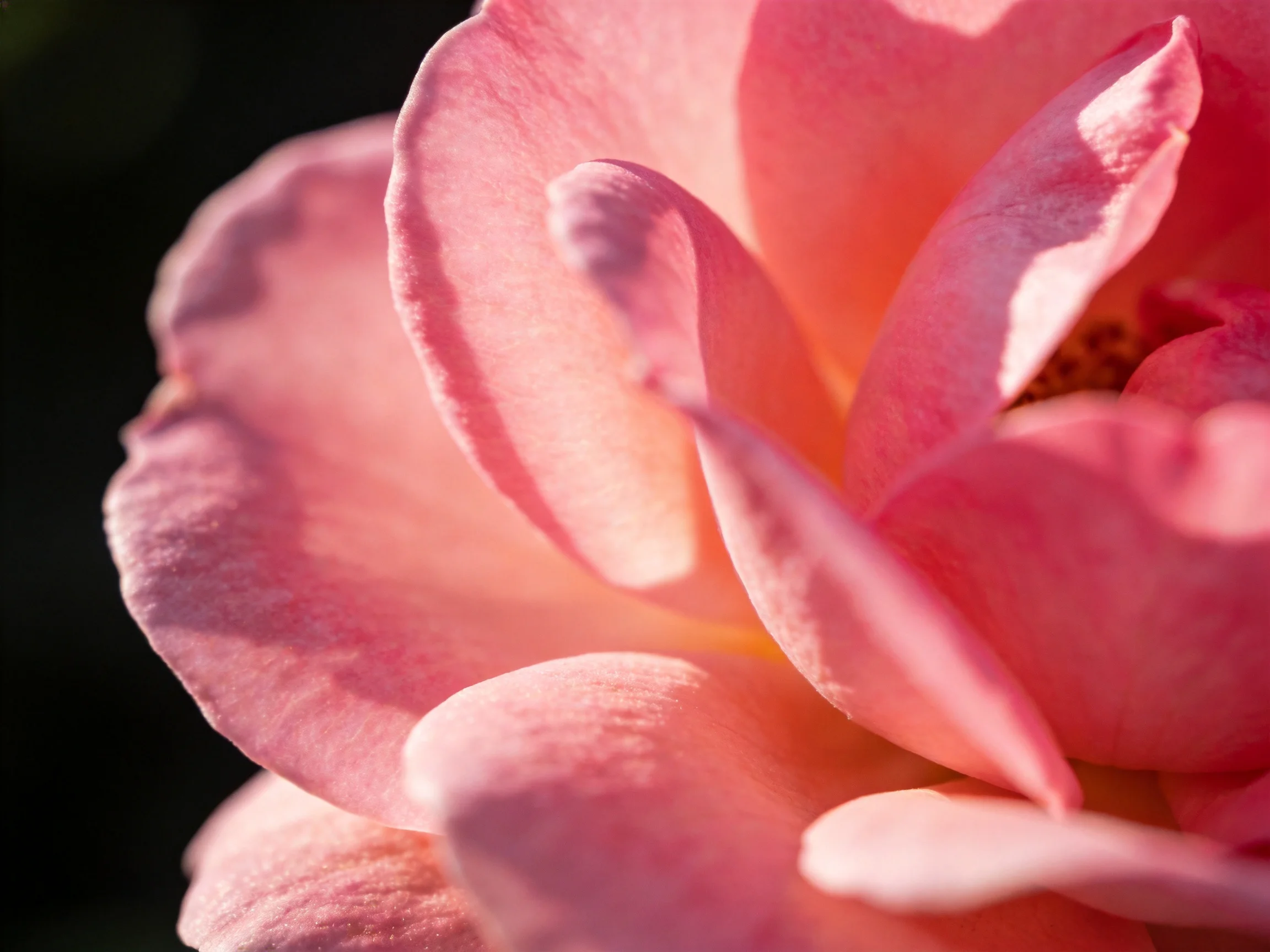 A close - up of soft pink rose petals with warm lighting