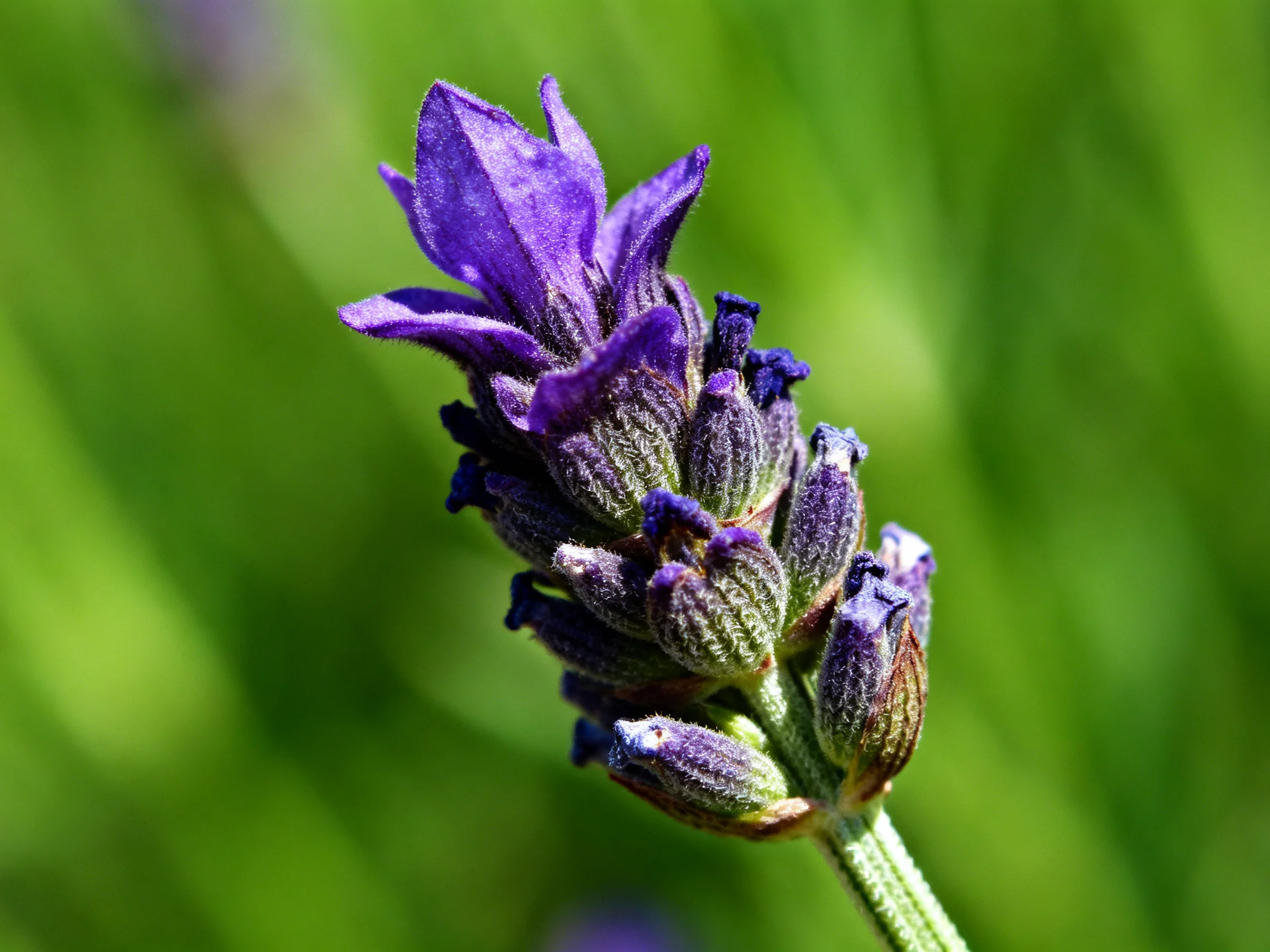A close - up of vibrant purple lavender buds and open flowers