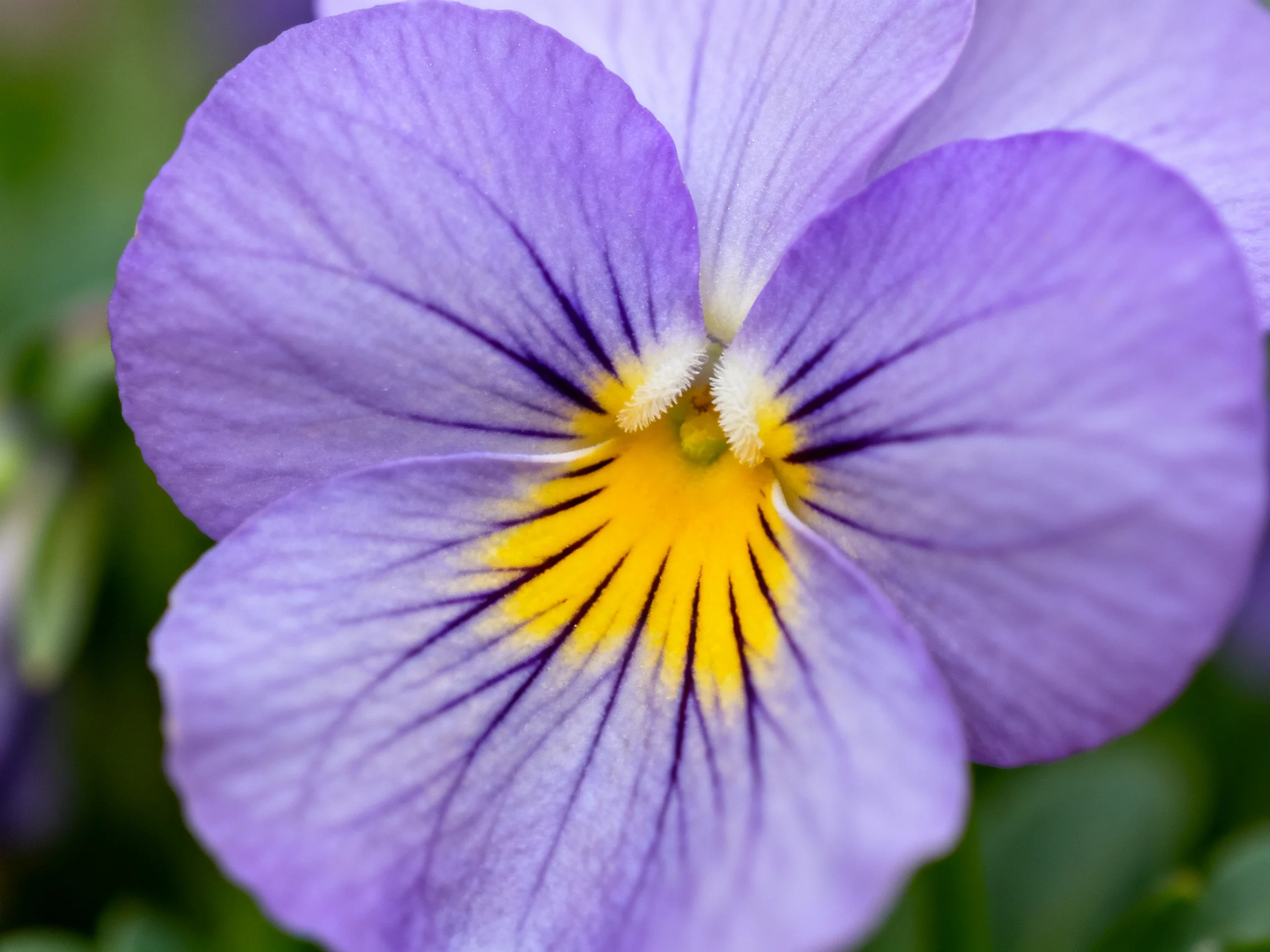 A close-up view a vibrant purple pansy with a bright yellow center