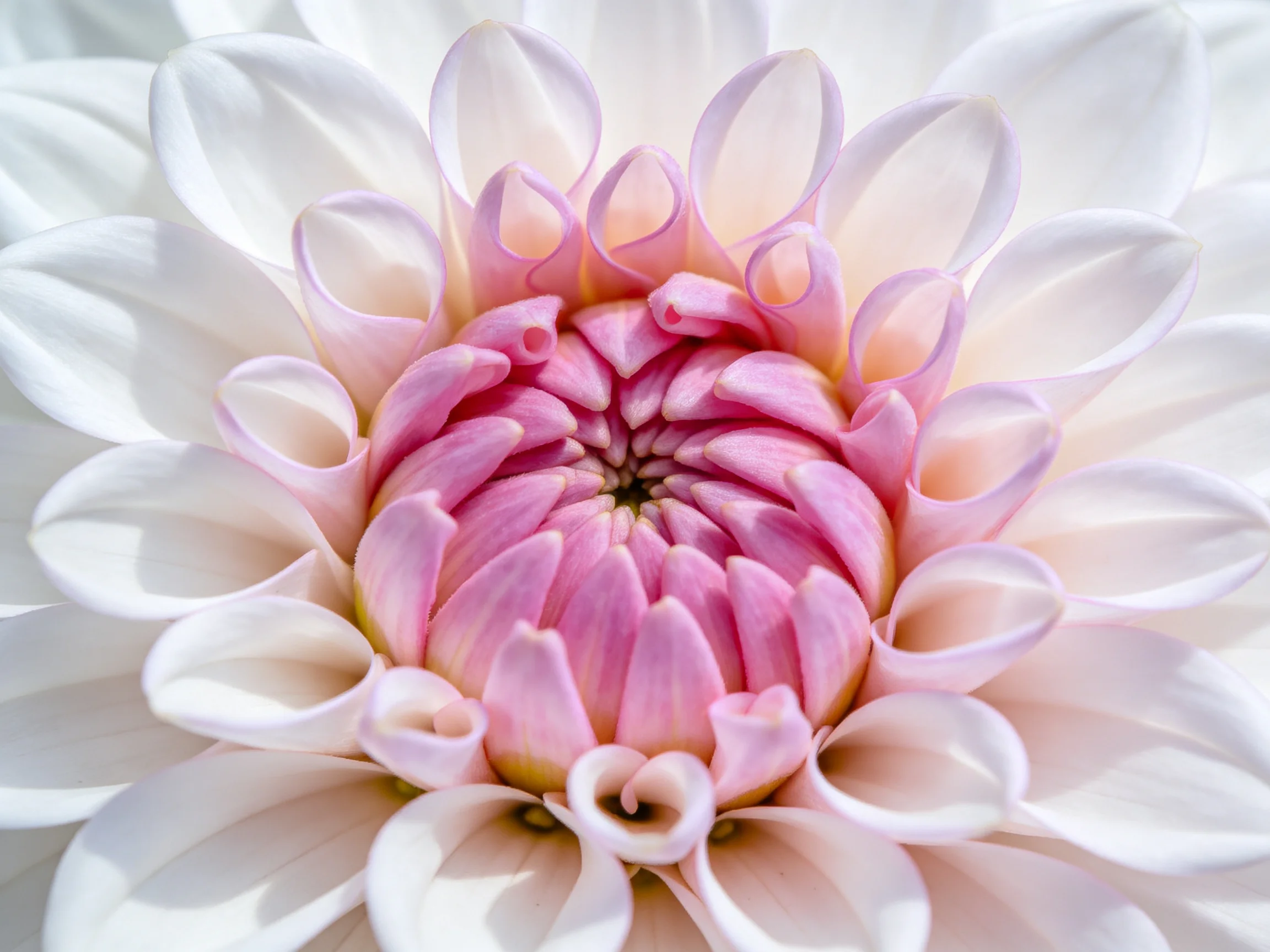 A close - up view of a pink - centered dahlia with white outer petals