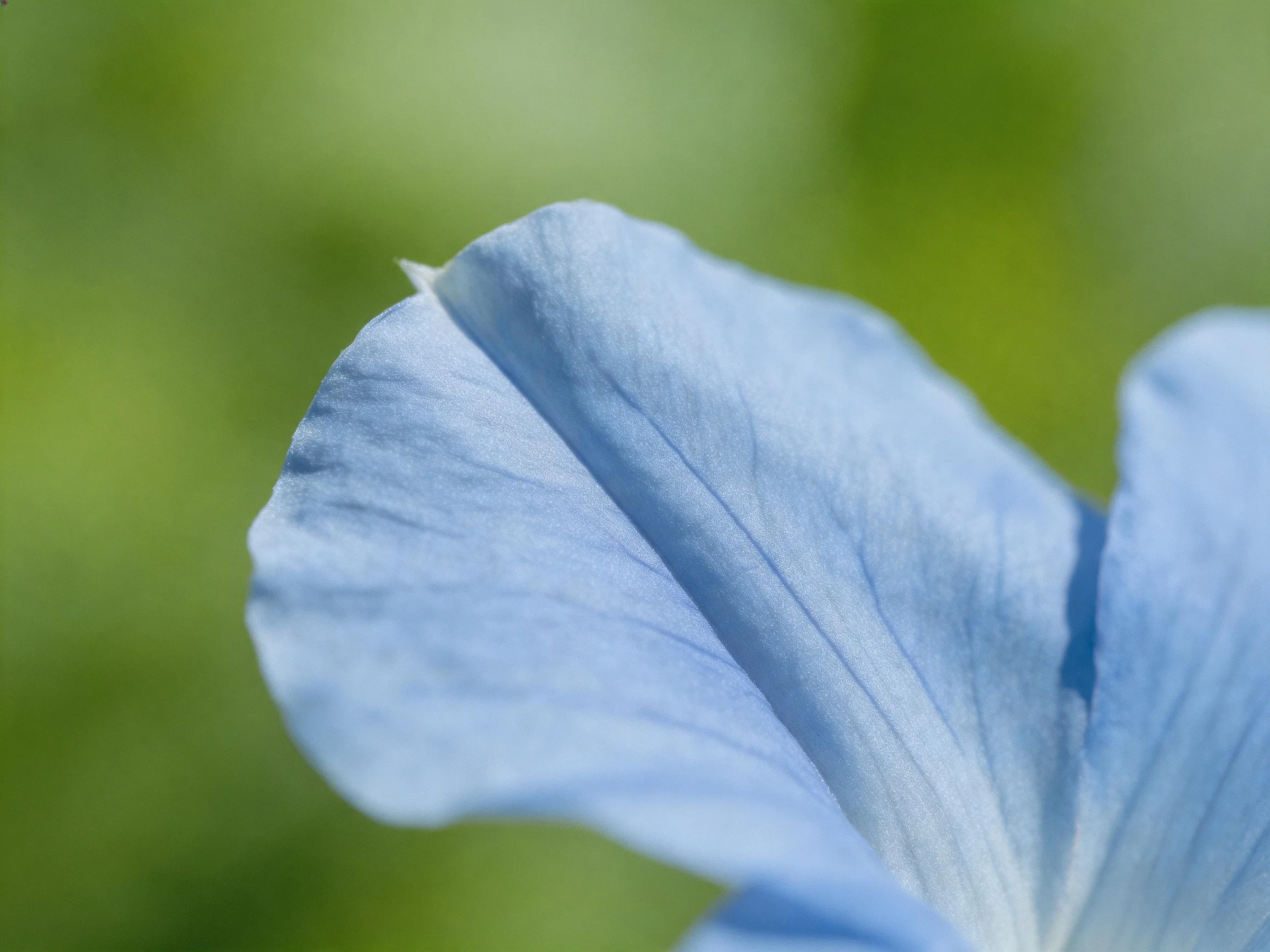A close-up view of a soft blue flower petal with a blurred green backdrop