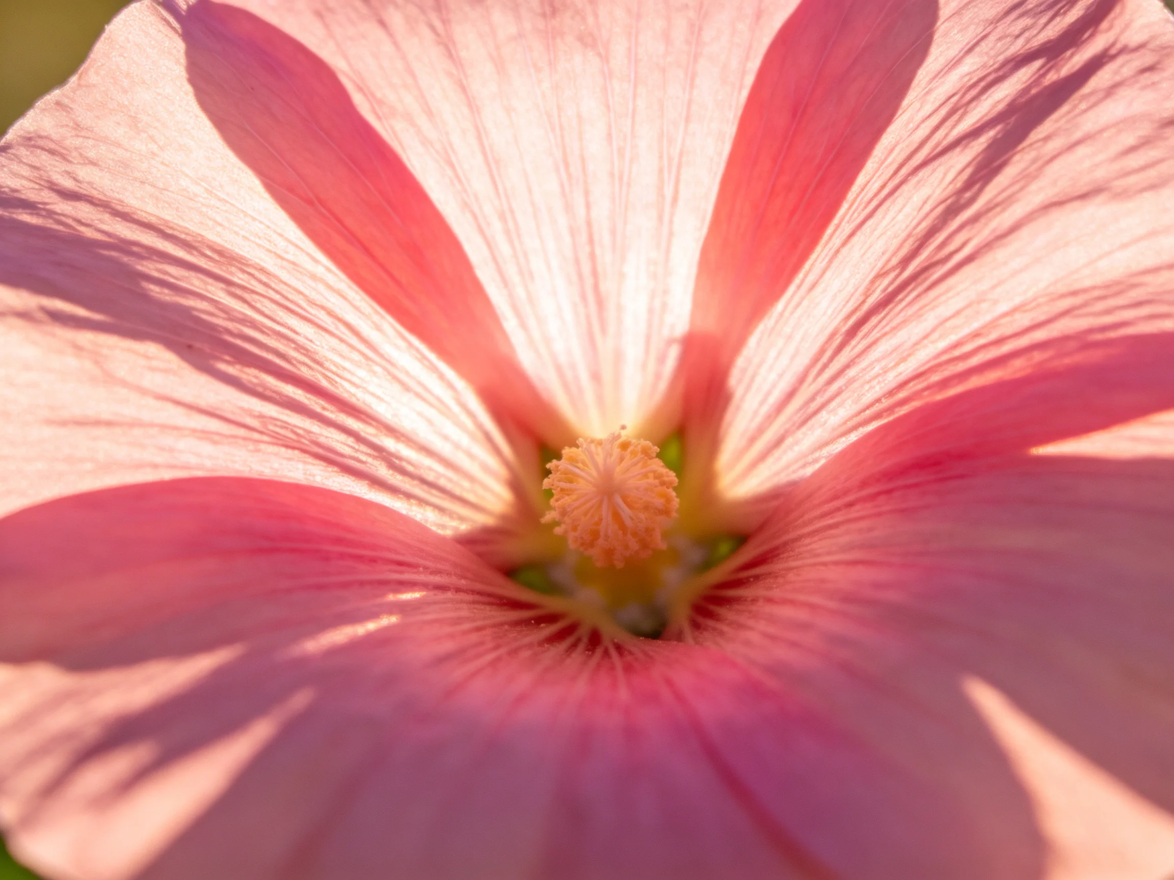 A close - up view of a soft pink hibiscus flower with delicate petals