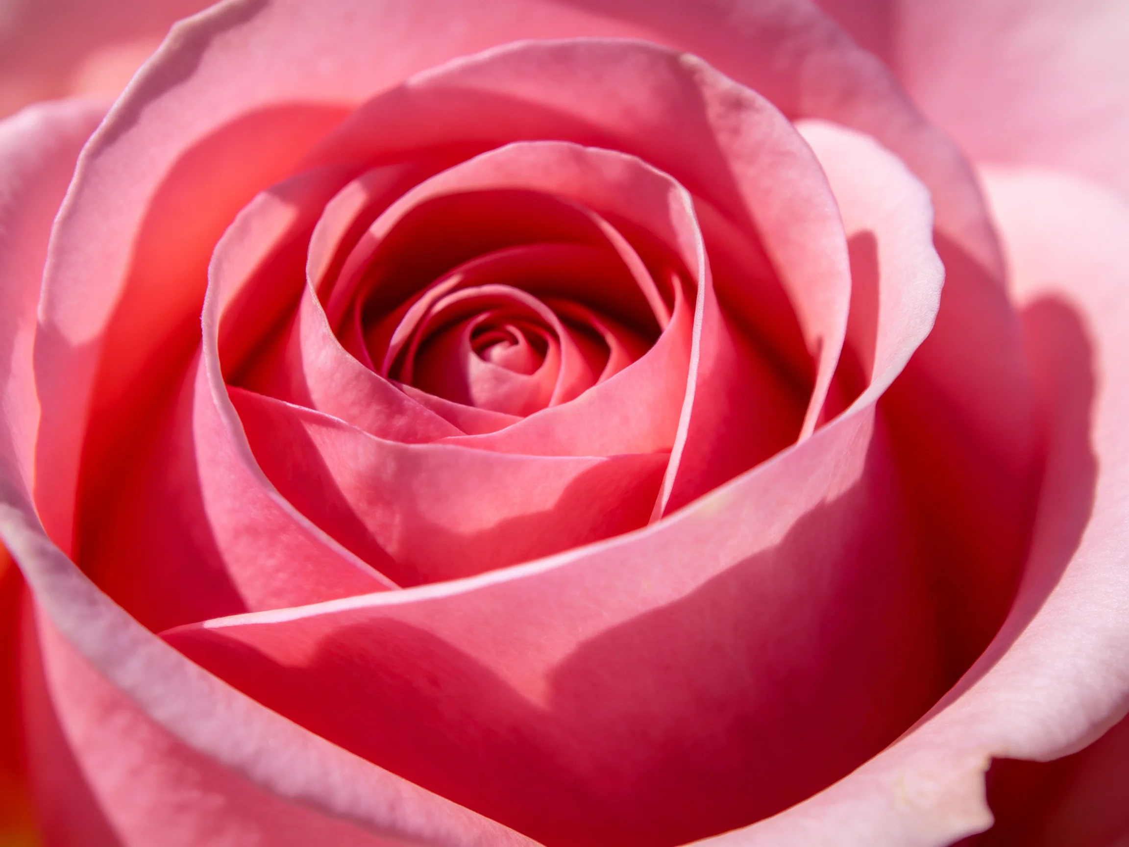 A close - up view of a vibrant pink rose with layered petals