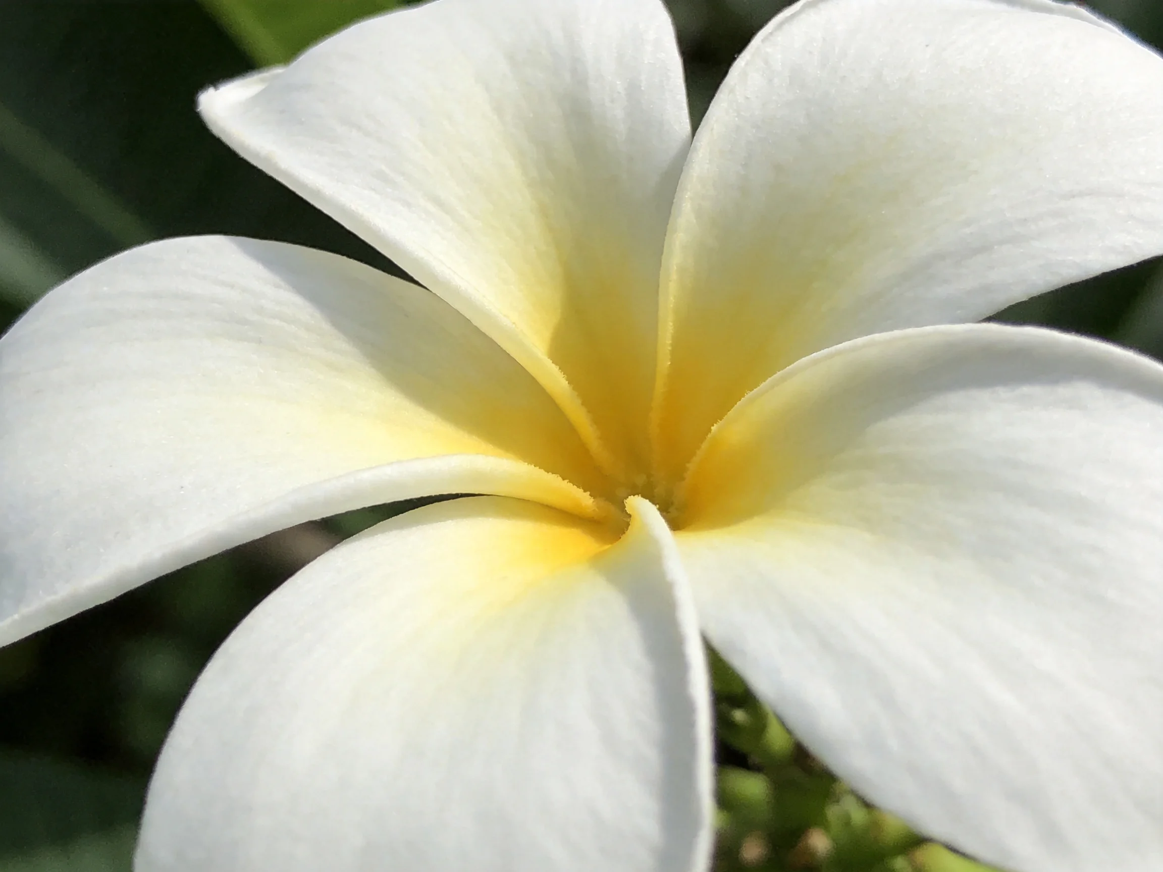 A close-up view of a white frangipani flower with a yellow center