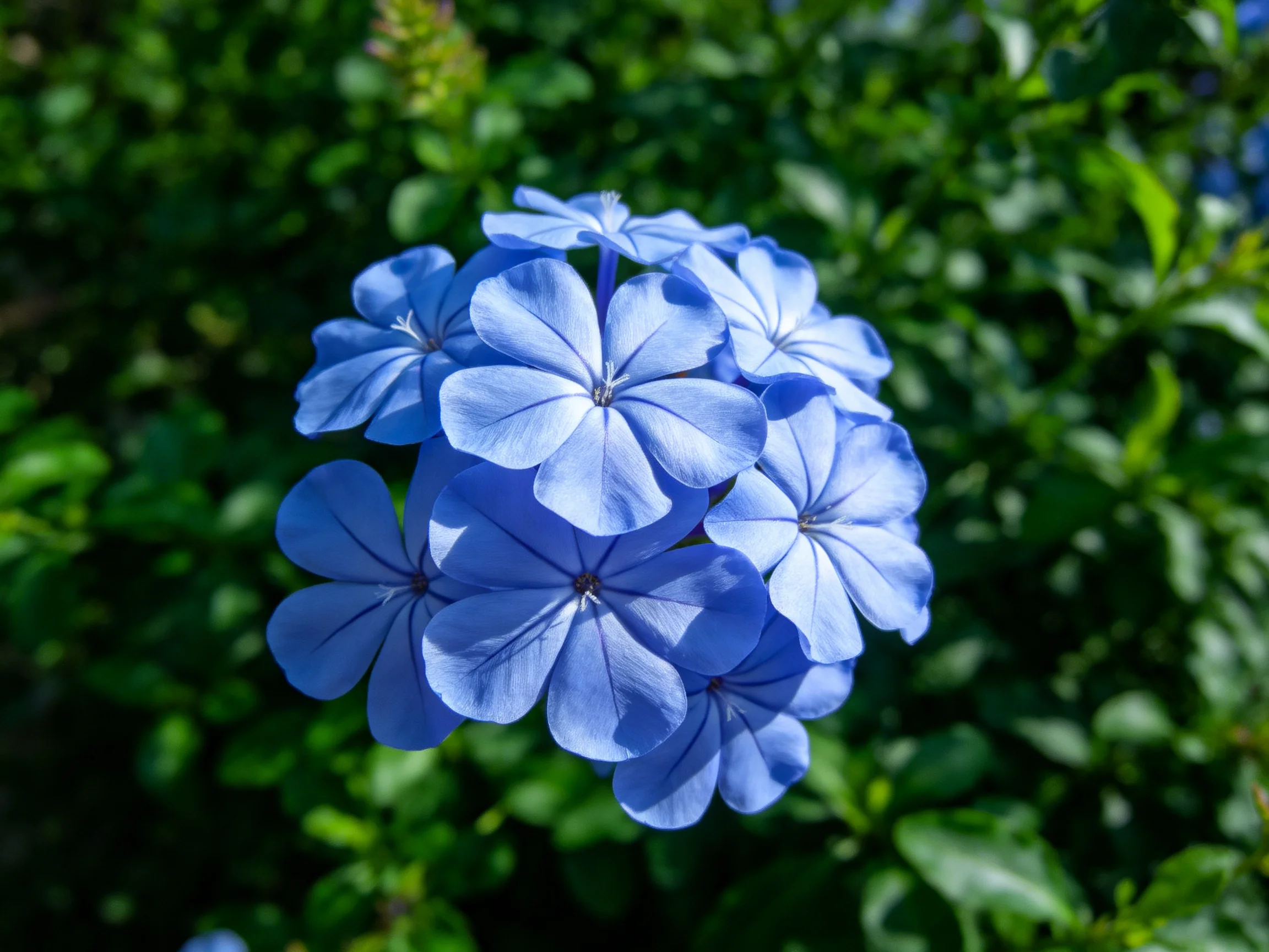 Bright blue flowers form a cluster amid dense greenery.