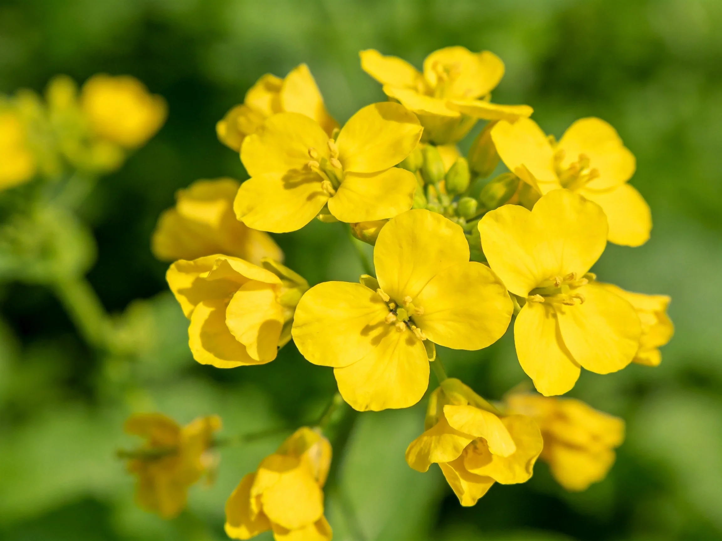 A cluster of bright yellow flowers surrounded by green foliage