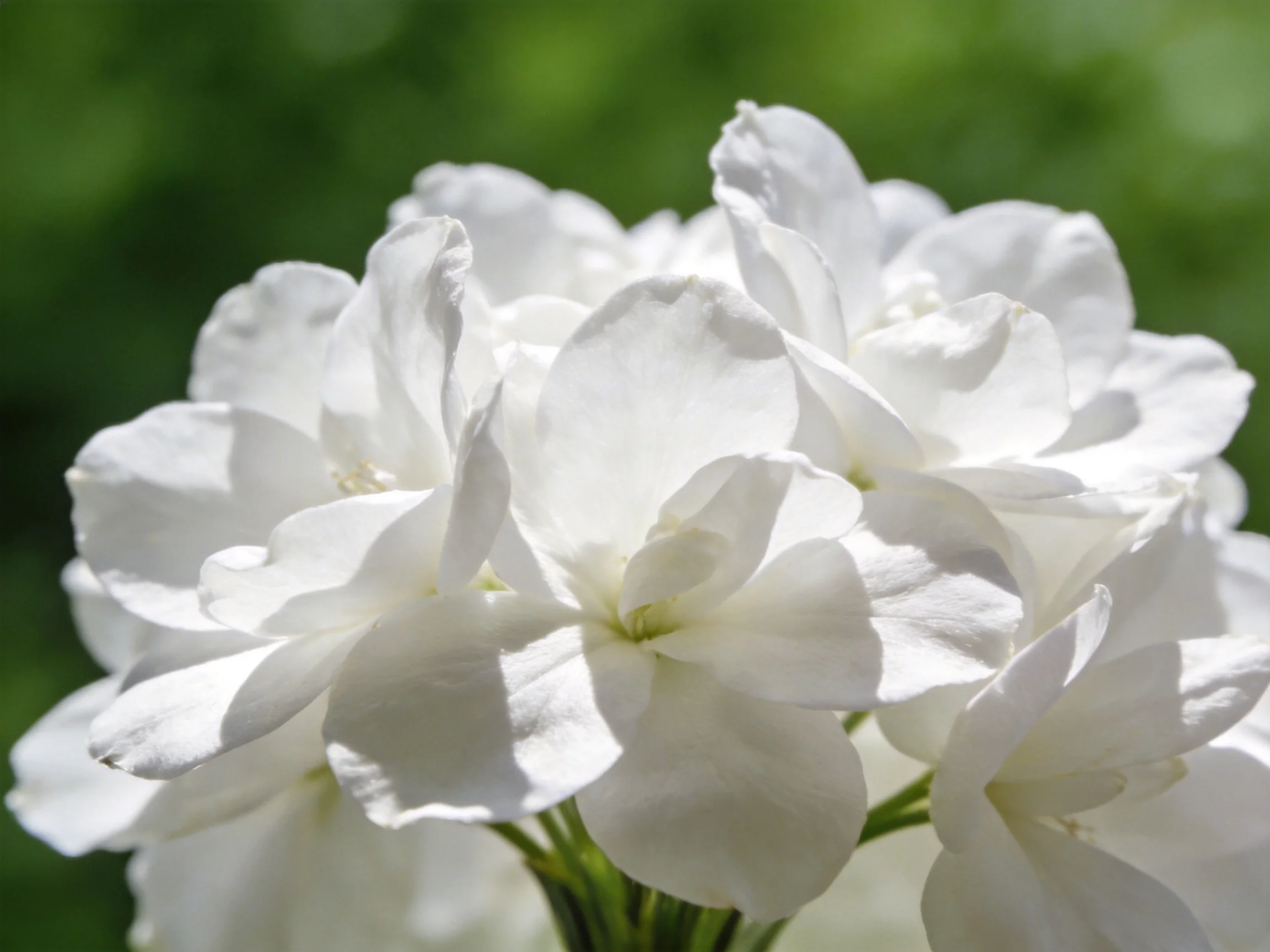 A cluster of delicate white blooms against a soft green backdrop