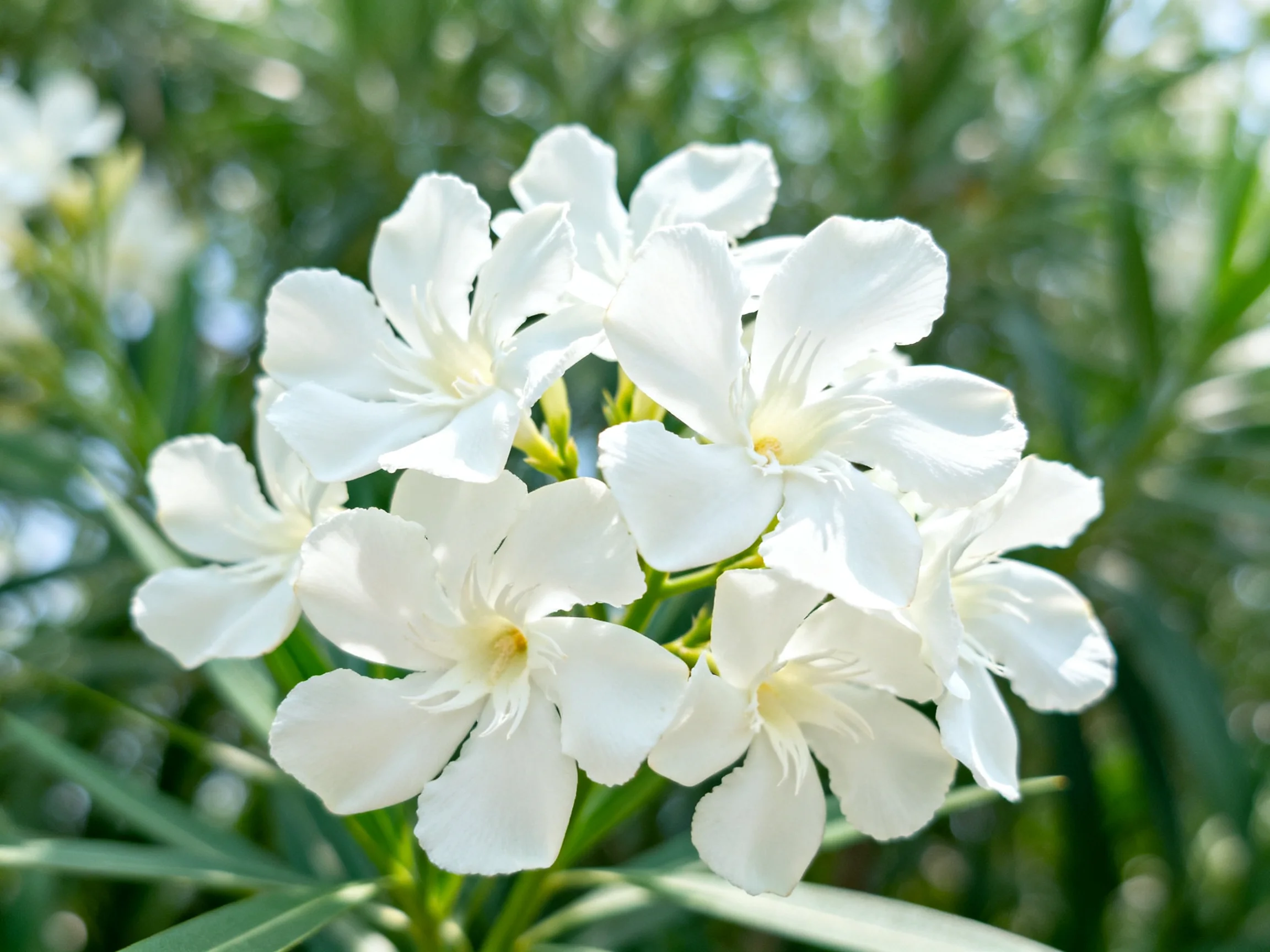 A cluster of delicate white flowers amid lush green foliage