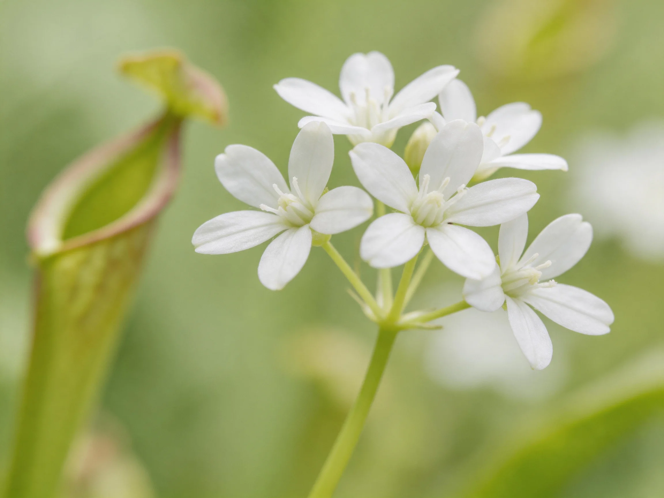 A cluster of delicate white flowers next to a green pitcher - shaped plant