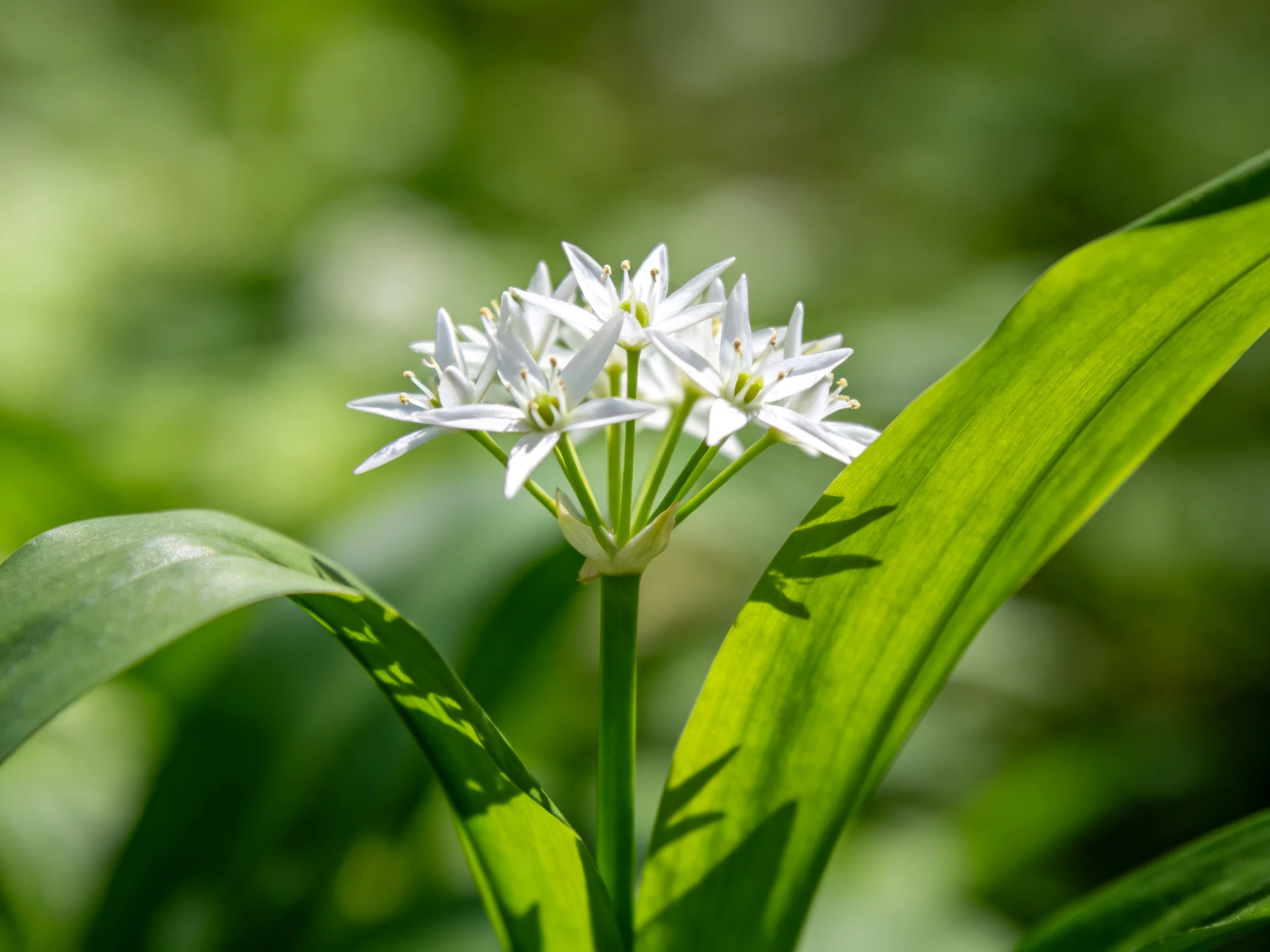 A cluster of delicate white star - shaped flowers with broad green leaves