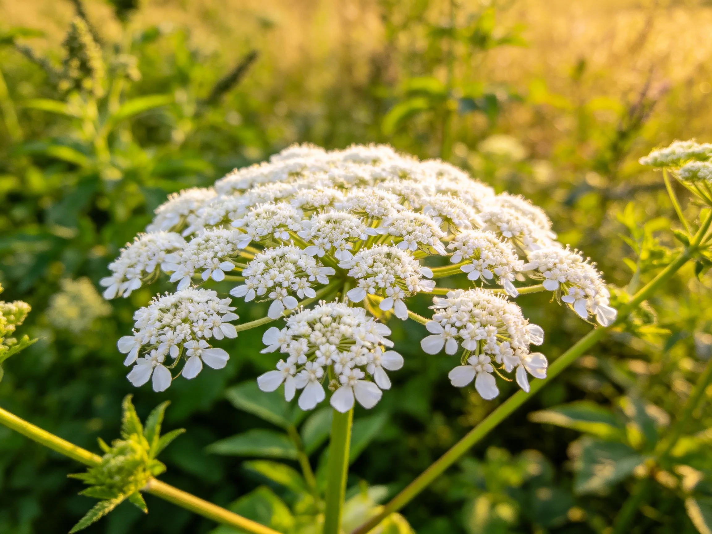 A cluster of delicate white umbel flowers amid lush green foliage