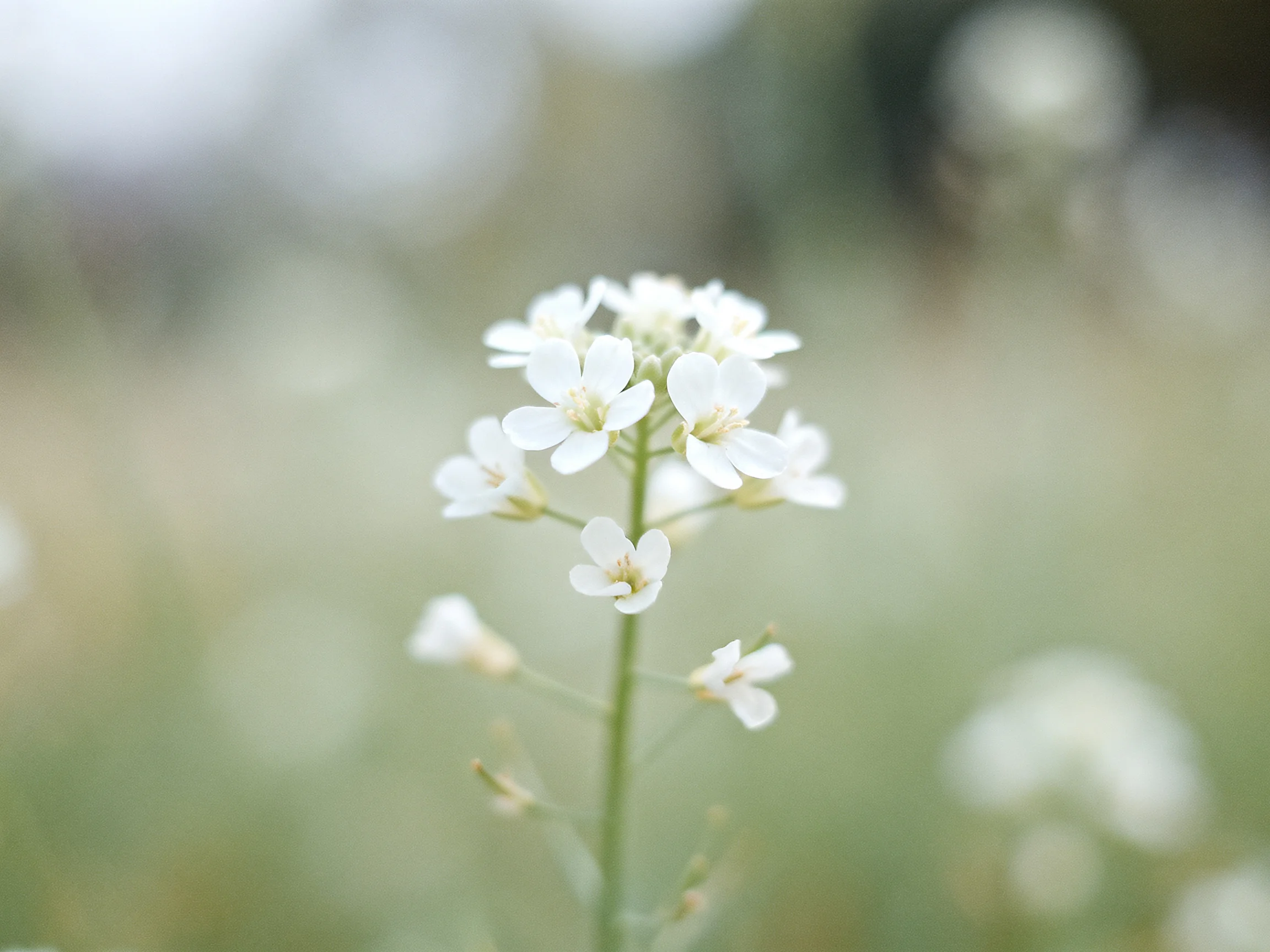 A cluster of delicate white wildflowers with a soft bokeh background