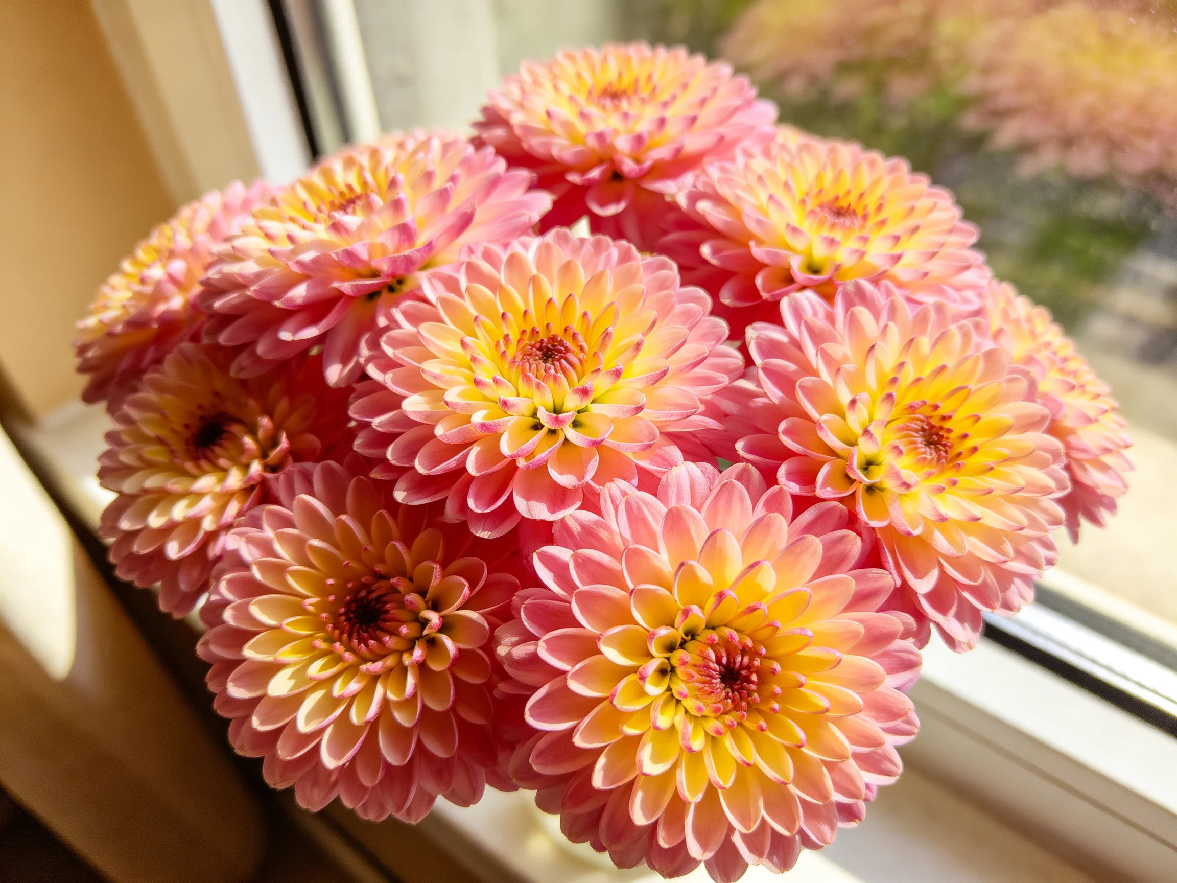 A cluster of pink and yellow dahlia-like flowers near a sunlit window