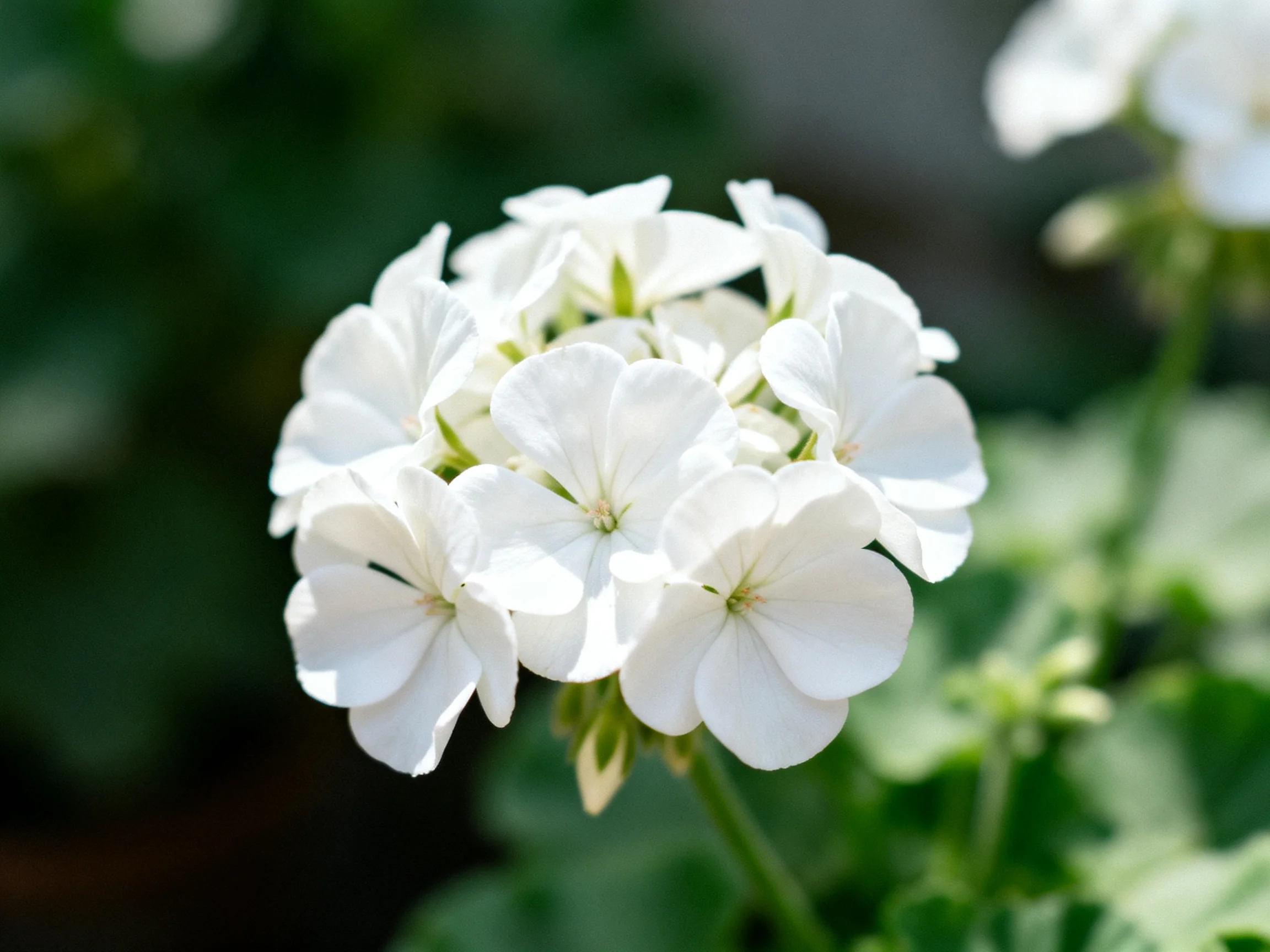 A cluster of pristine white geranium blooms with soft green surroundings