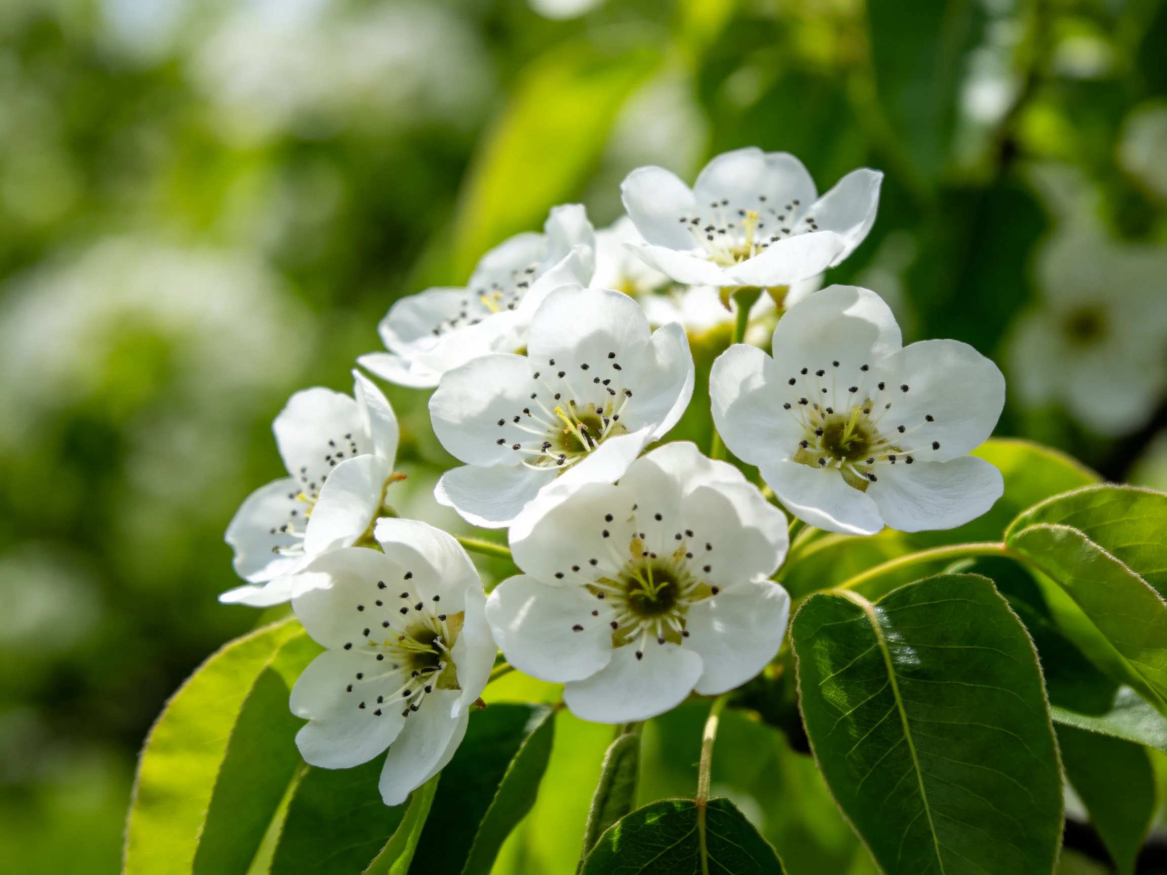 A cluster of pristine white pear blossoms amidst lush green leaves