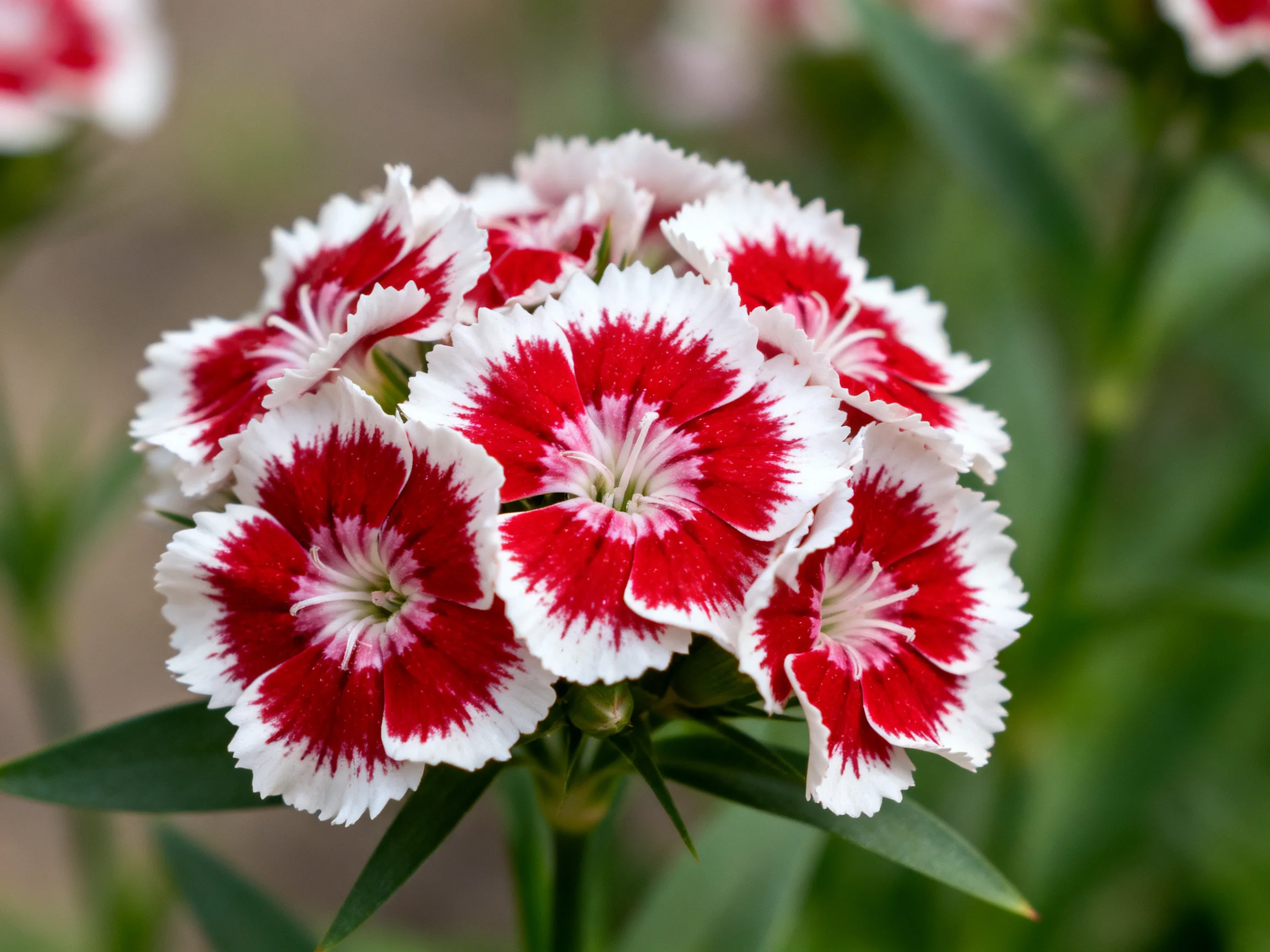 A cluster of red and white dianthus flowers with fringed edges
