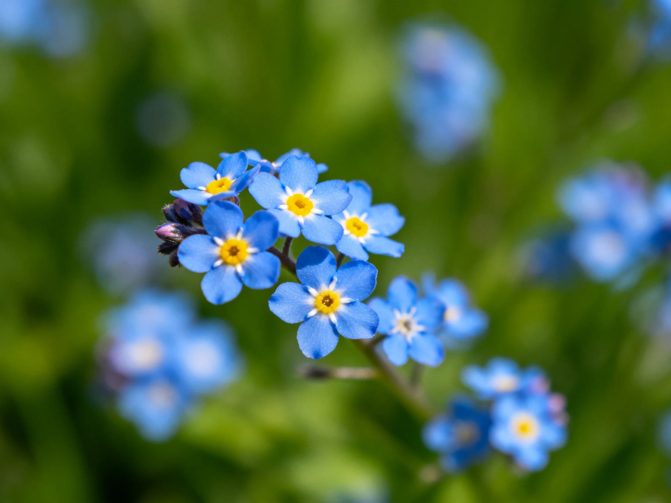 A cluster of small blue flowers with yellow centers amid blurred green foliage