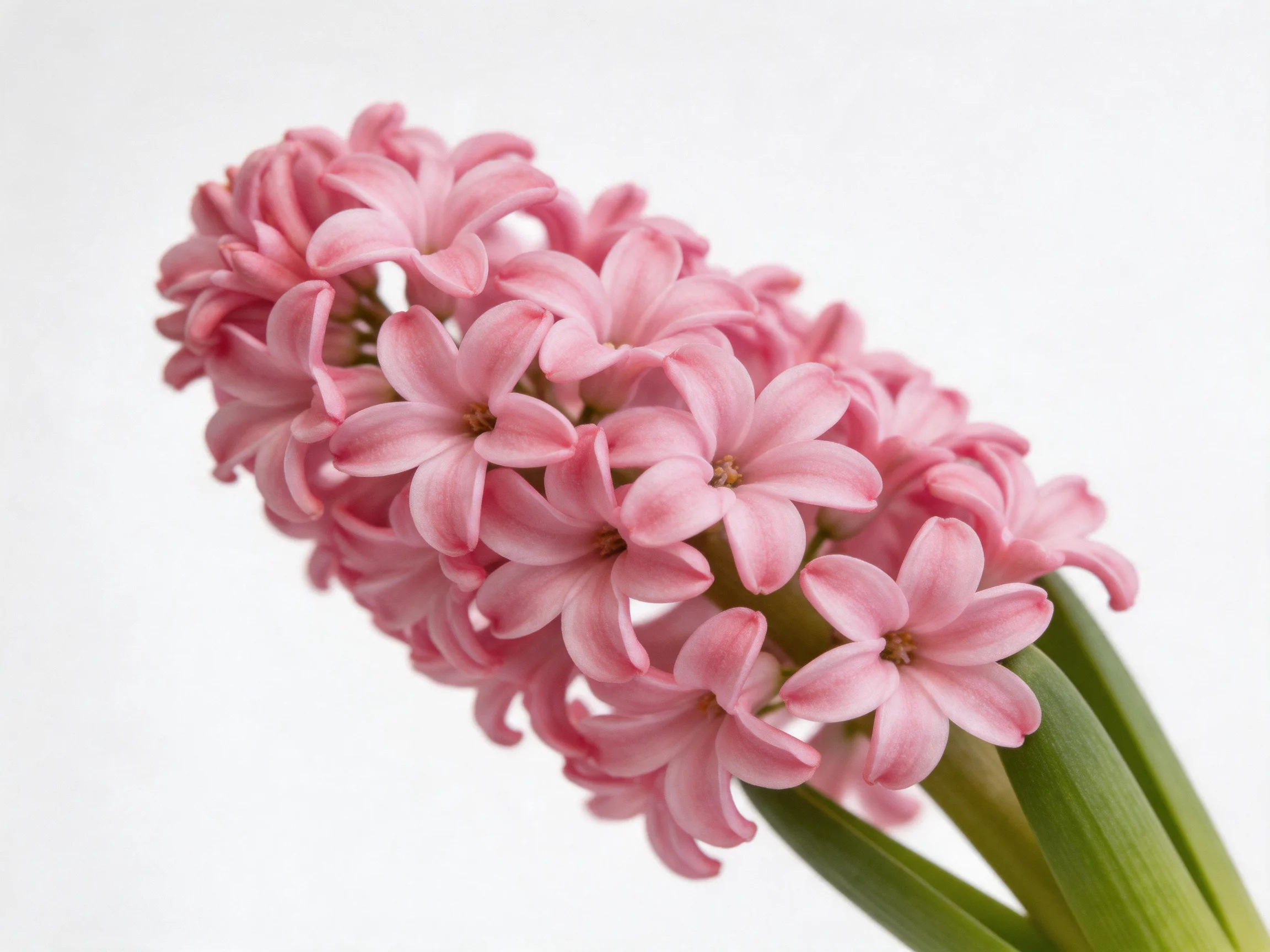 A cluster of soft pink hyacinth blooms with green stems