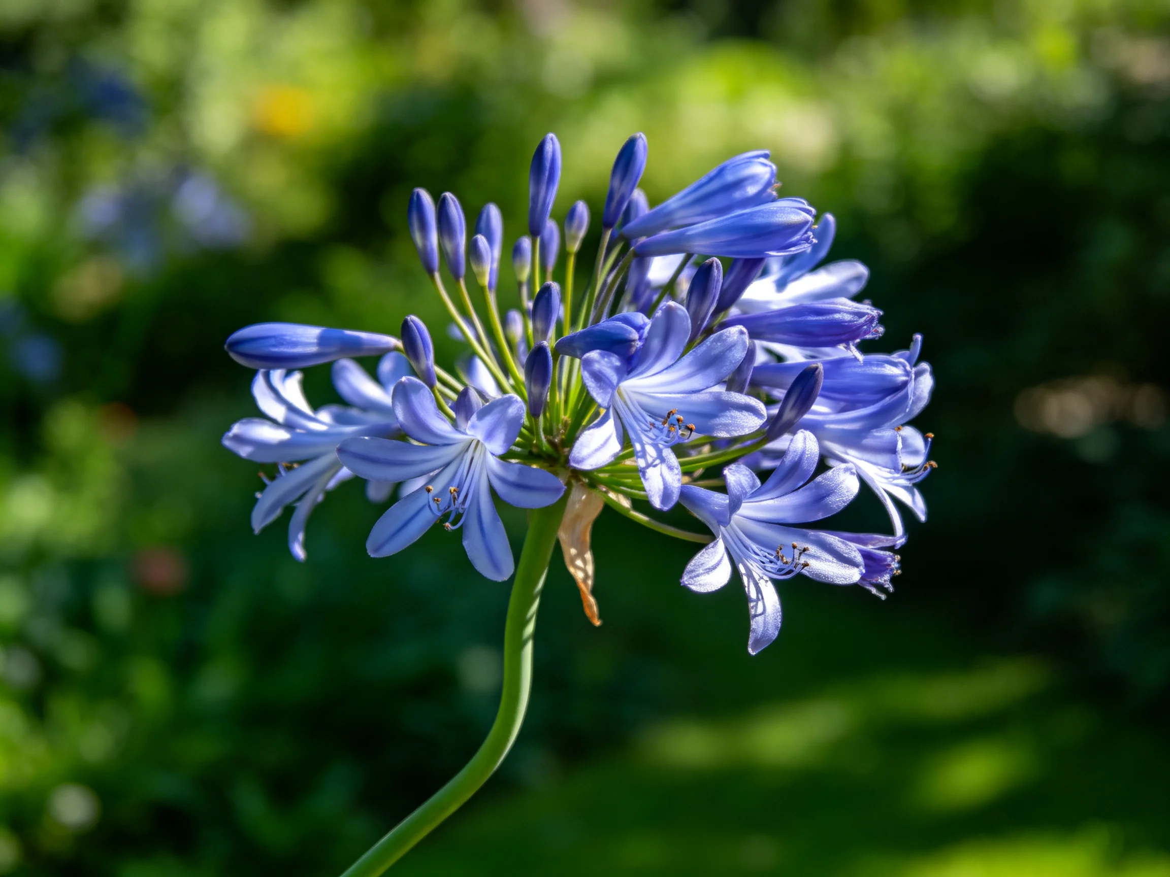 A cluster of vibrant blue agapanthus blooms with lush green backdrop
