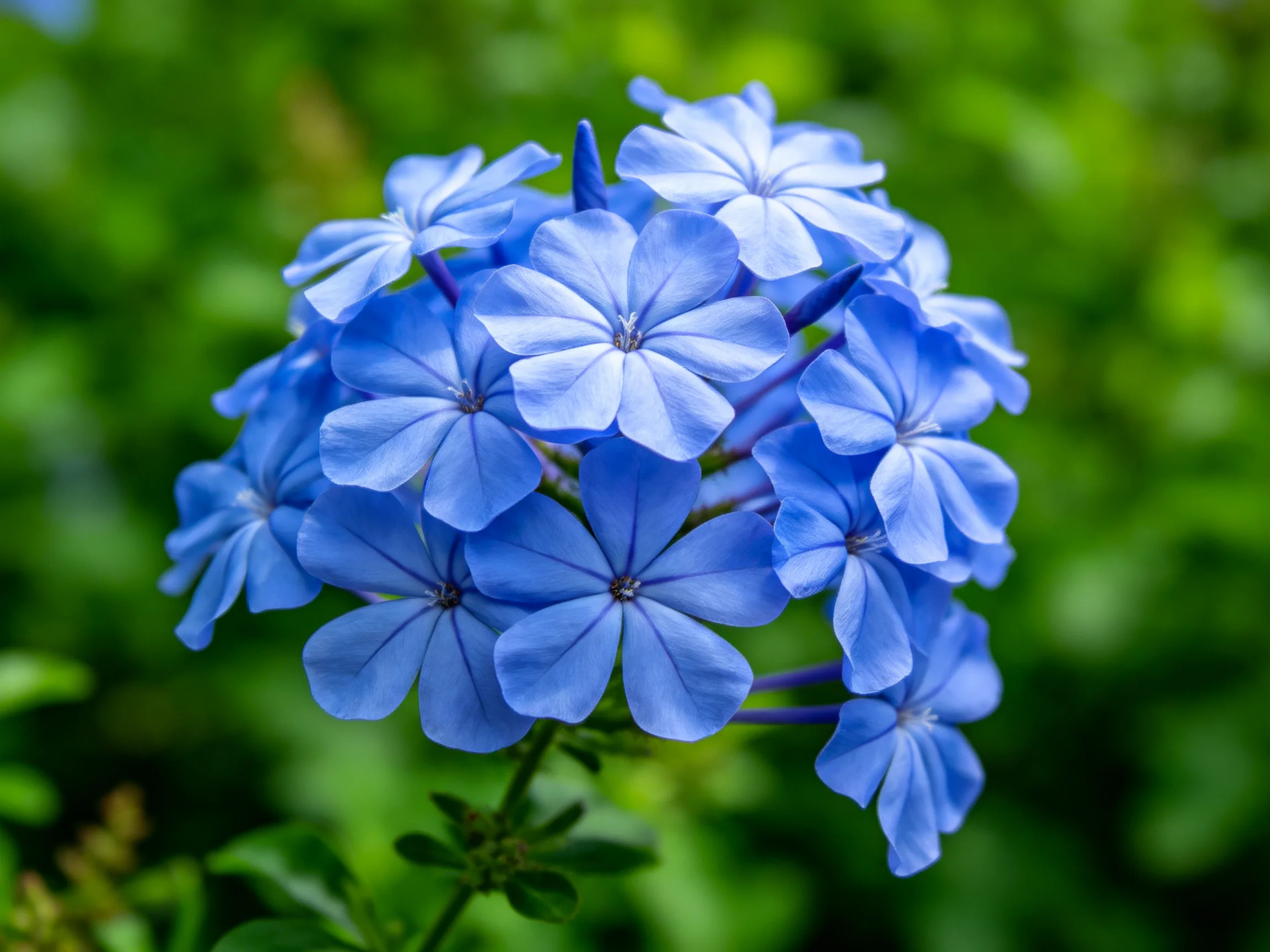 A cluster of vibrant blue flowers against a lush green backdrop