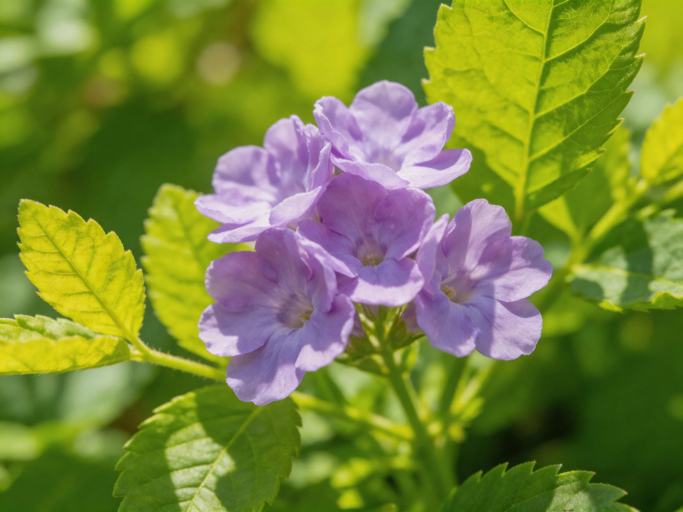 A cluster of vibrant purple flowers amid lush green foliage