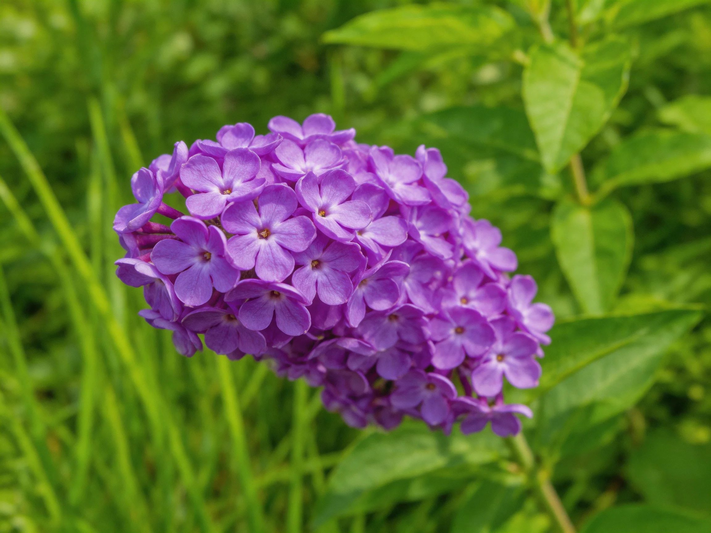 A cluster of vibrant purple flowers surrounded by lush green foliage