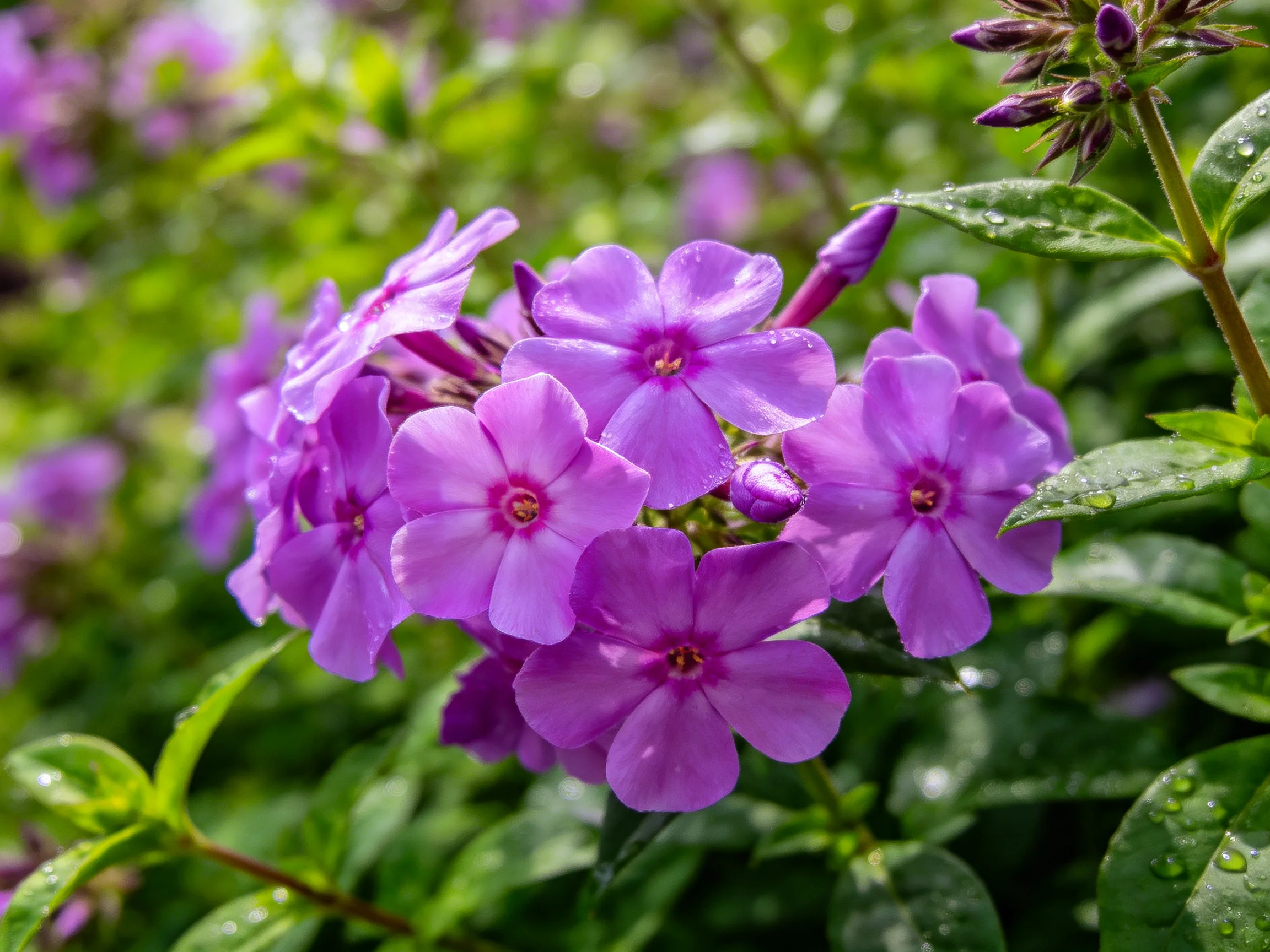 A cluster of vibrant purple phlox blooms amidst lush green foliage