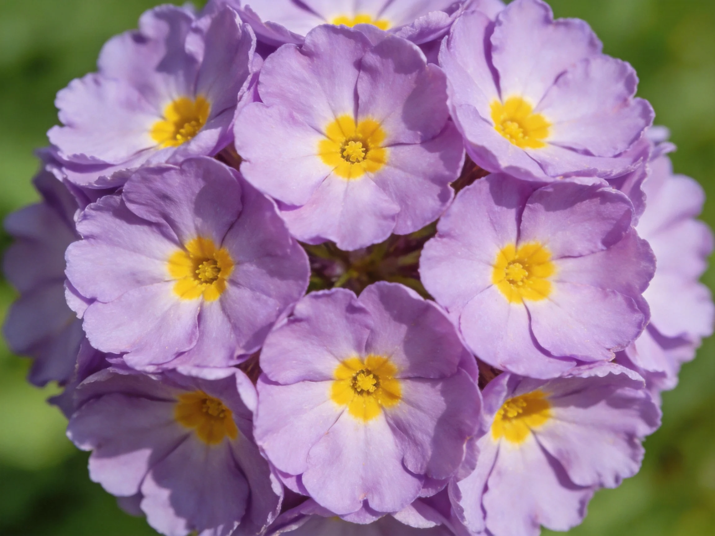 A cluster of vibrant purple primroses with bright yellow centers