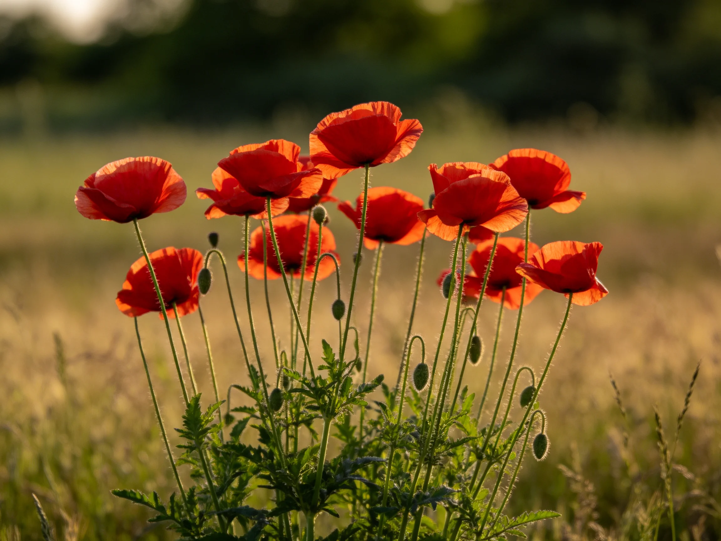 A cluster of vibrant red poppies blooms in a sunlit meadow