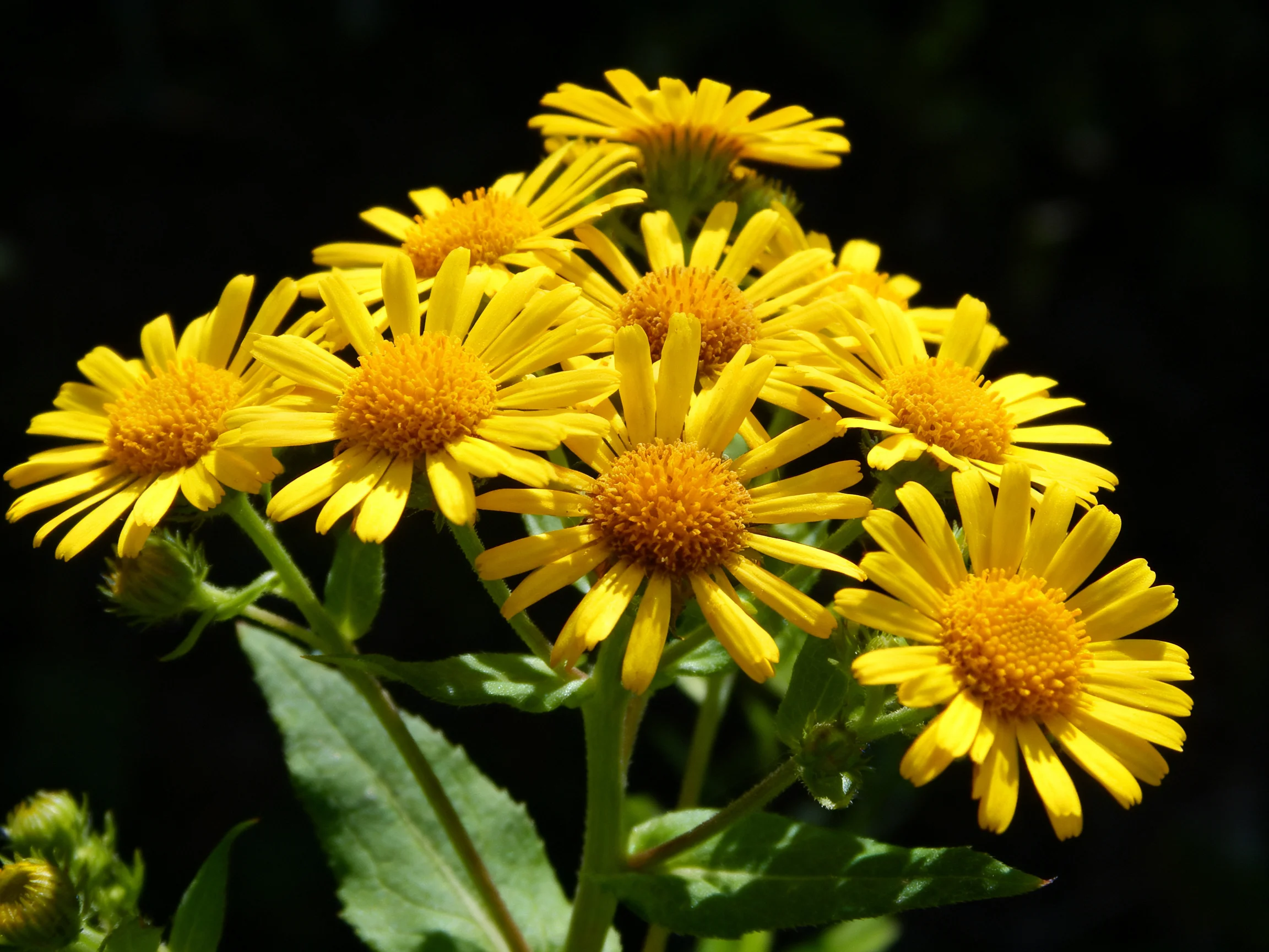 A cluster of vibrant yellow wildflowers with orange centers