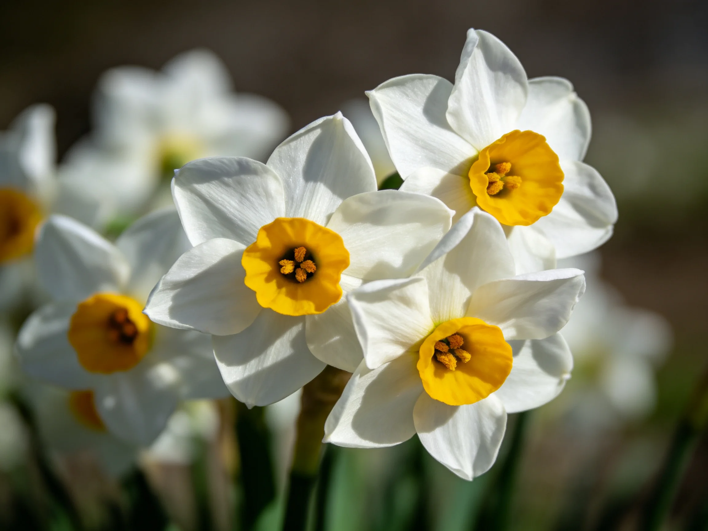 A cluster of white and yellow daffodils blooming in natural light