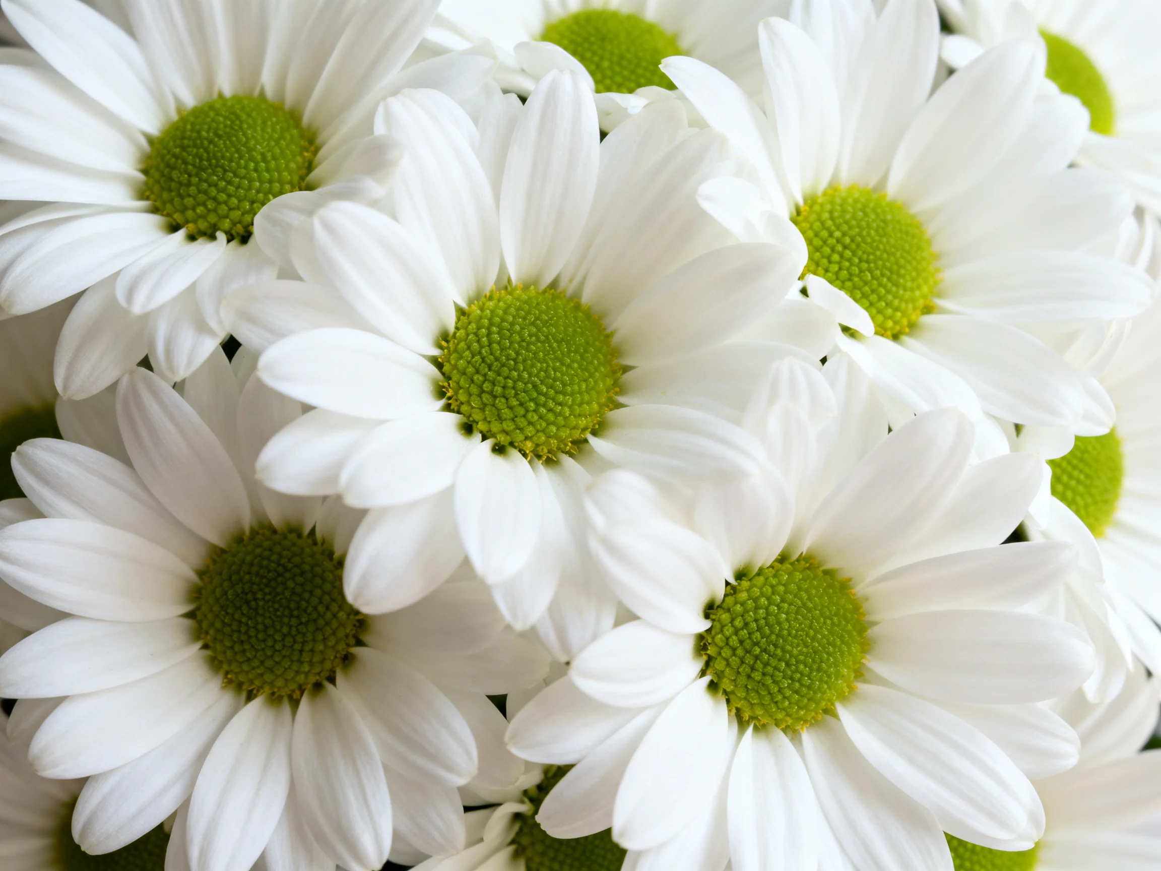 A cluster of white daisies with vibrant green centers