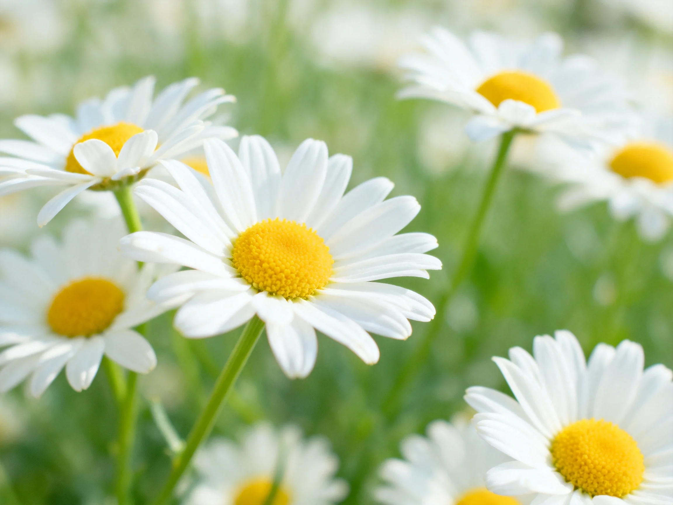 A cluster of white daisies with yellow centers in a green meadow