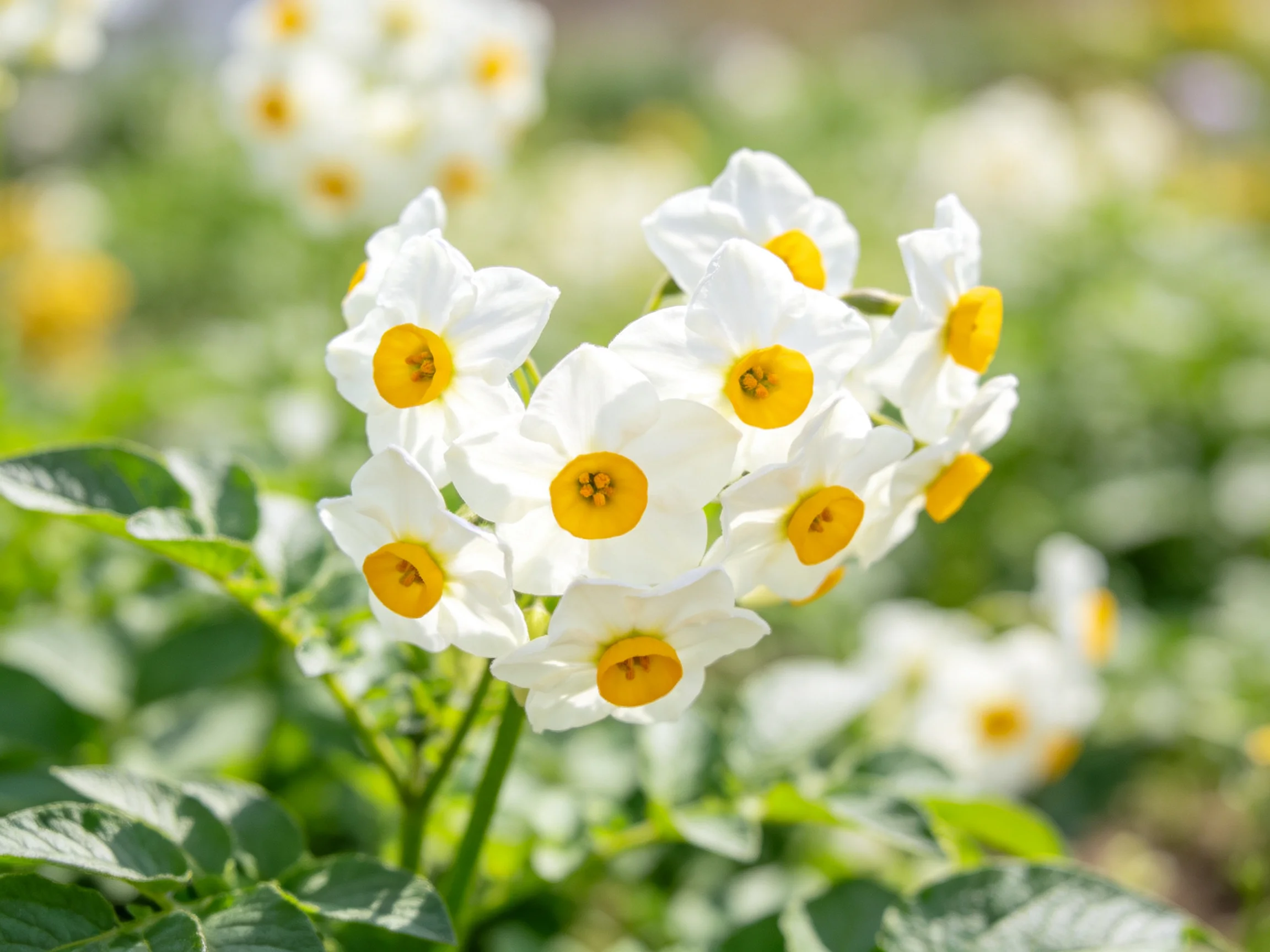 A cluster of white flowers with yellow centers surrounded by green foliage