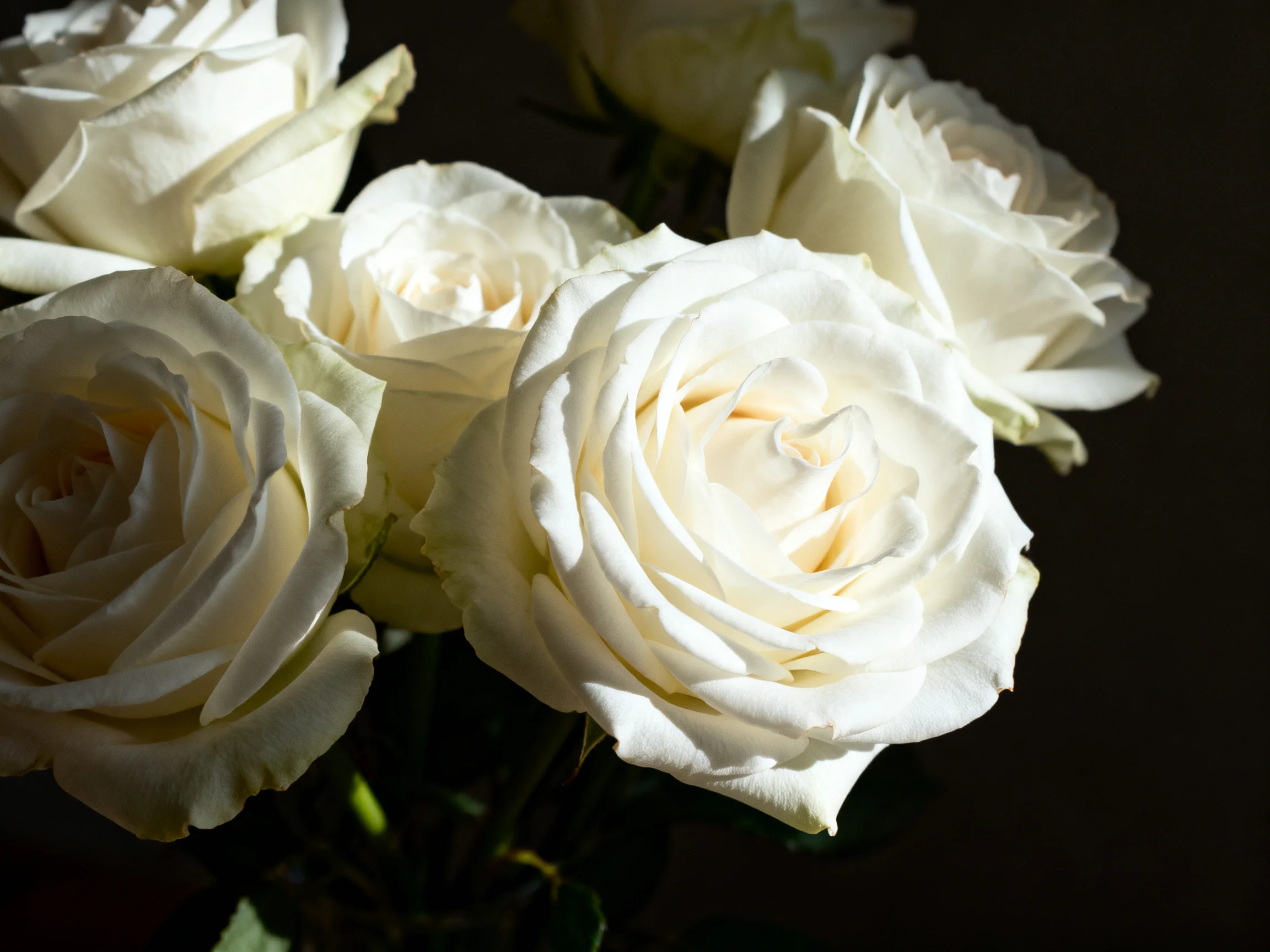 A cluster of white roses with dramatic lighting