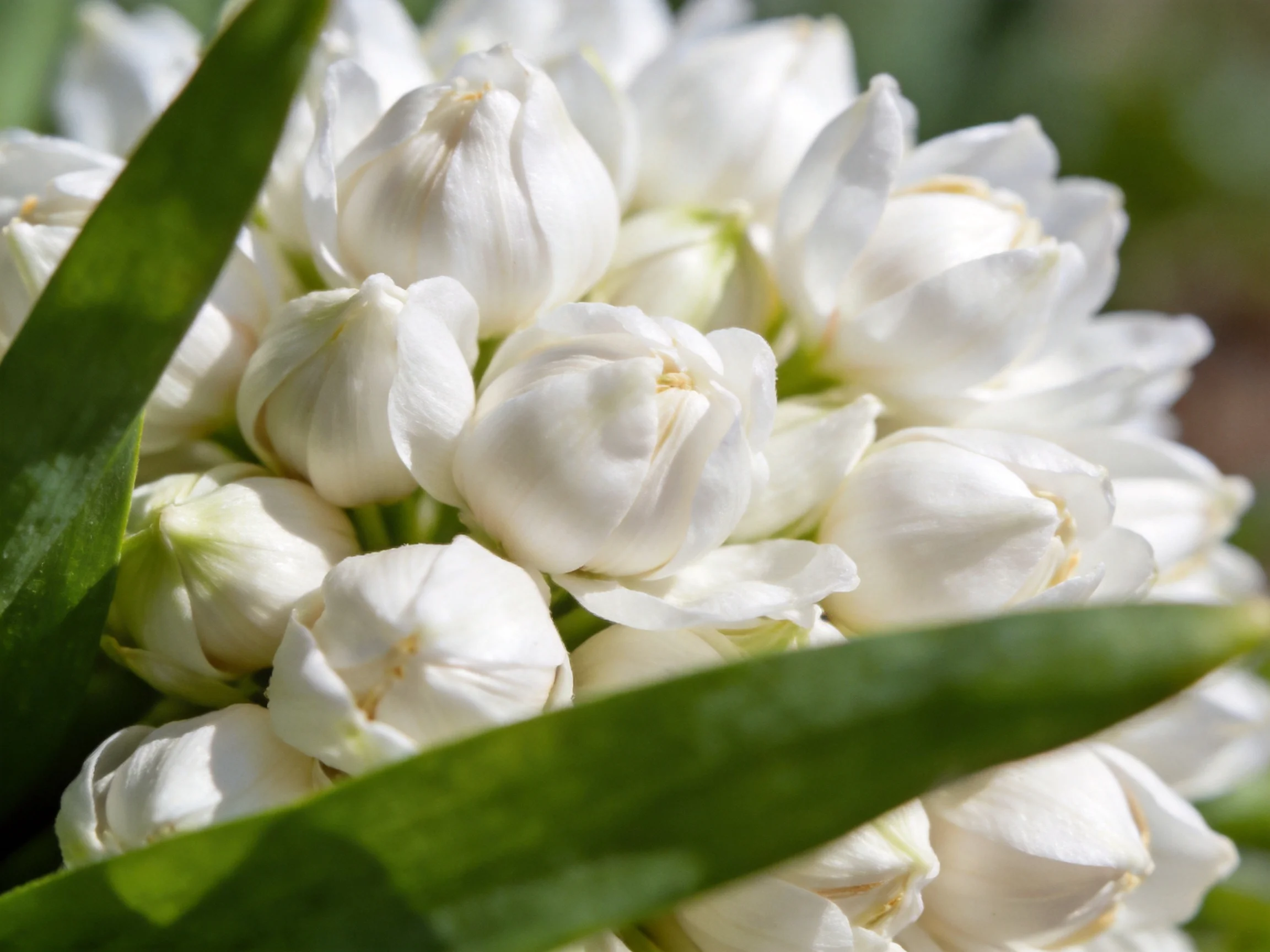 A cluster of white tulip buds with vibrant green foliage