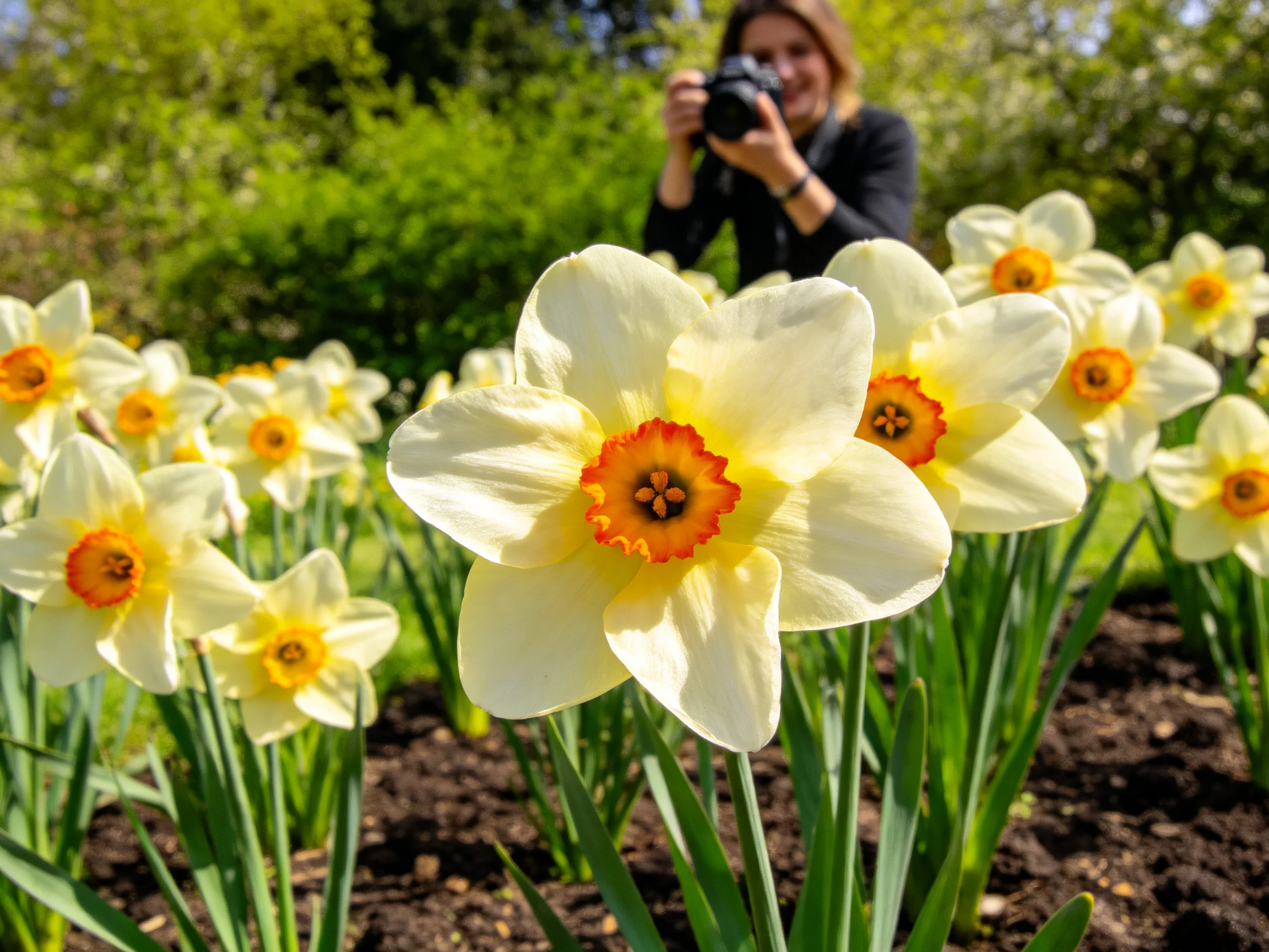 A cluster of yellow daffodils with orange centers near a photographer